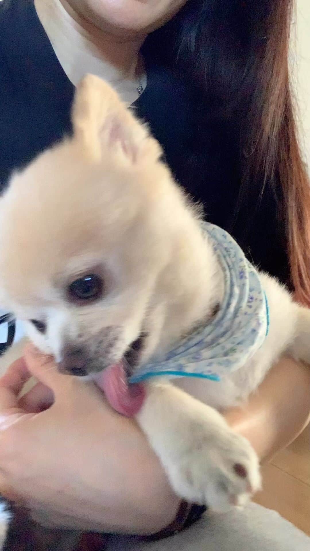 畑喜子のインスタグラム：「抜群に毎回可愛いルイ君💕 #犬#いぬすたぐらむ #いぬのいる暮らし #いぬのいる生活 #いぬバカ部」