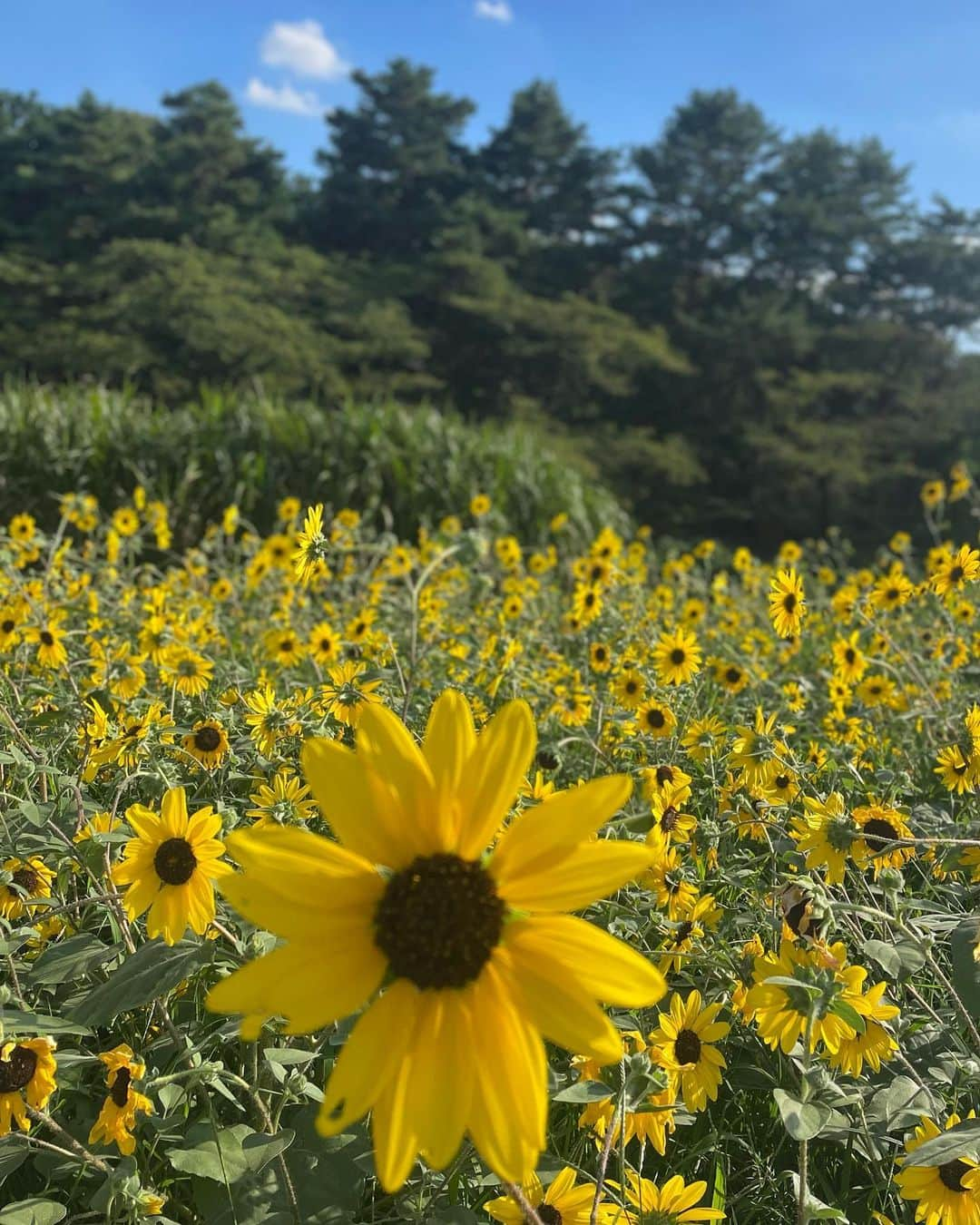 高垣かれんさんのインスタグラム写真 - (高垣かれんInstagram)「・ ちょっと前だけど、昭和記念公園のひまわり🌻 もうすぐ夏終わっちゃうね🥲 . . #被写体モデル  #モデル #レースクイーン#昭和記念公園 #ひまわり畑 #japanesegirl #セルフネイル#japanesemodel #时装 #오오티디 #대일리룩 #얼짱 #셀피 #漂亮」8月25日 21時34分 - tanakamanamii