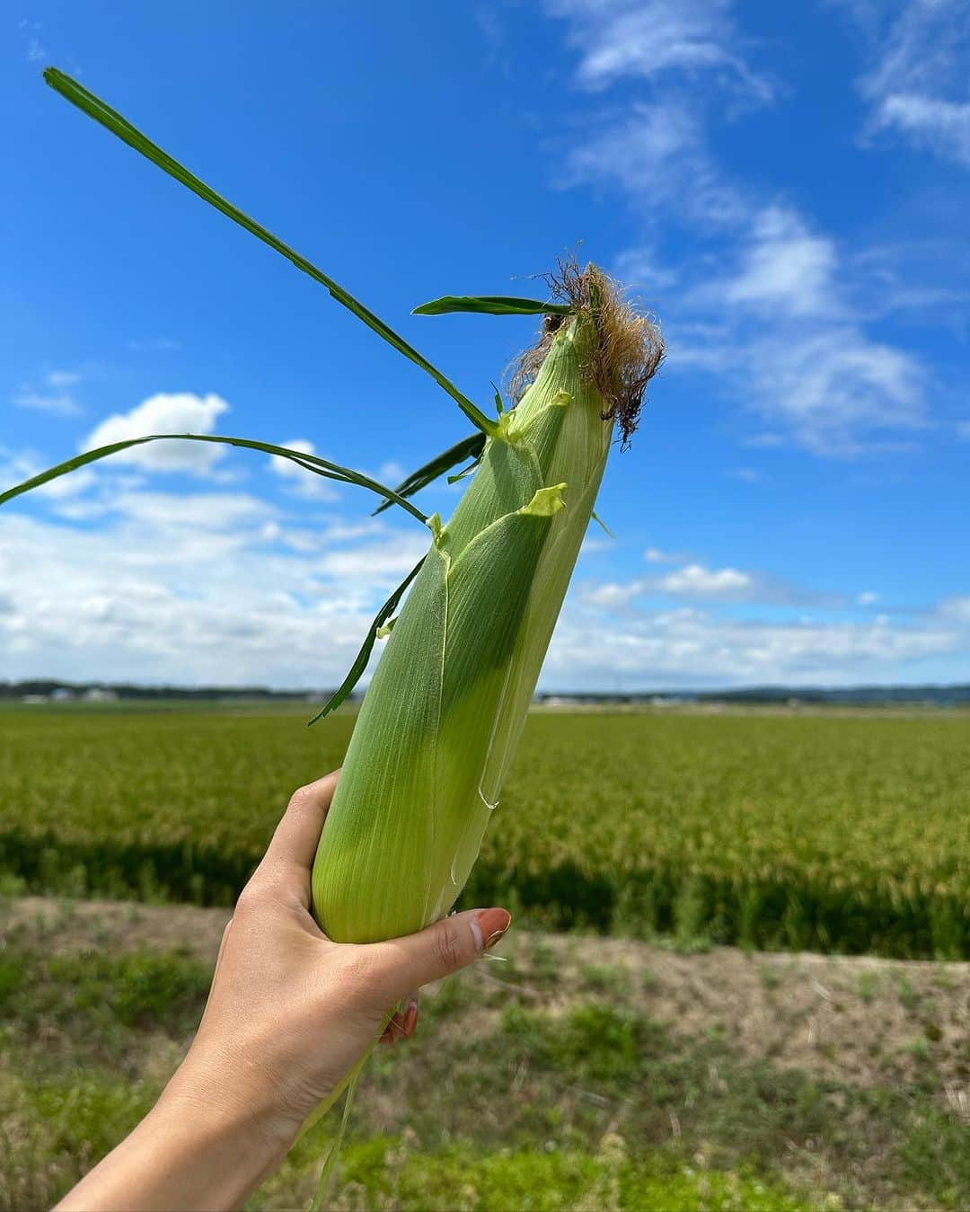 大西暁子さんのインスタグラム写真 - (大西暁子Instagram)「北海道の夏休みを振り返る🐸  何度帰っても魅力尽きない北海道ー！！！ 体力も尽きるまで遊びつくしました🫠💓 　  ぜひ北海道観光の参考に…😏  ①トリックアート美術館で体験アート ②③ニセコで日本一長いジップラインで絶叫 （⚠️音量注意。すまん） ④お母さんと2人で幸せランチ ⑤緑深く雰囲気に圧倒される義経神社 ⑥かなりビビるダチョウの餌やり ⑦トマト・とうきび収穫体験 ⑧まっすぐな道を見つけたらとりあえず走る姉妹 ⑨とうきび！  毎日とうきび・甘納豆のお赤飯・スイカを食べていた記憶。  心が満たされたので お仕事モード全開でがんばるよー！  #北海道観光 #美瑛 #トリックアート美術館 #平取 #義経神社 #ニセコ #ZIPFLIGHT #ジップライン #ダチョウ牧場 #収穫体験 #甘納豆のお赤飯  #夏休み」8月25日 21時57分 - akiko_onishi11