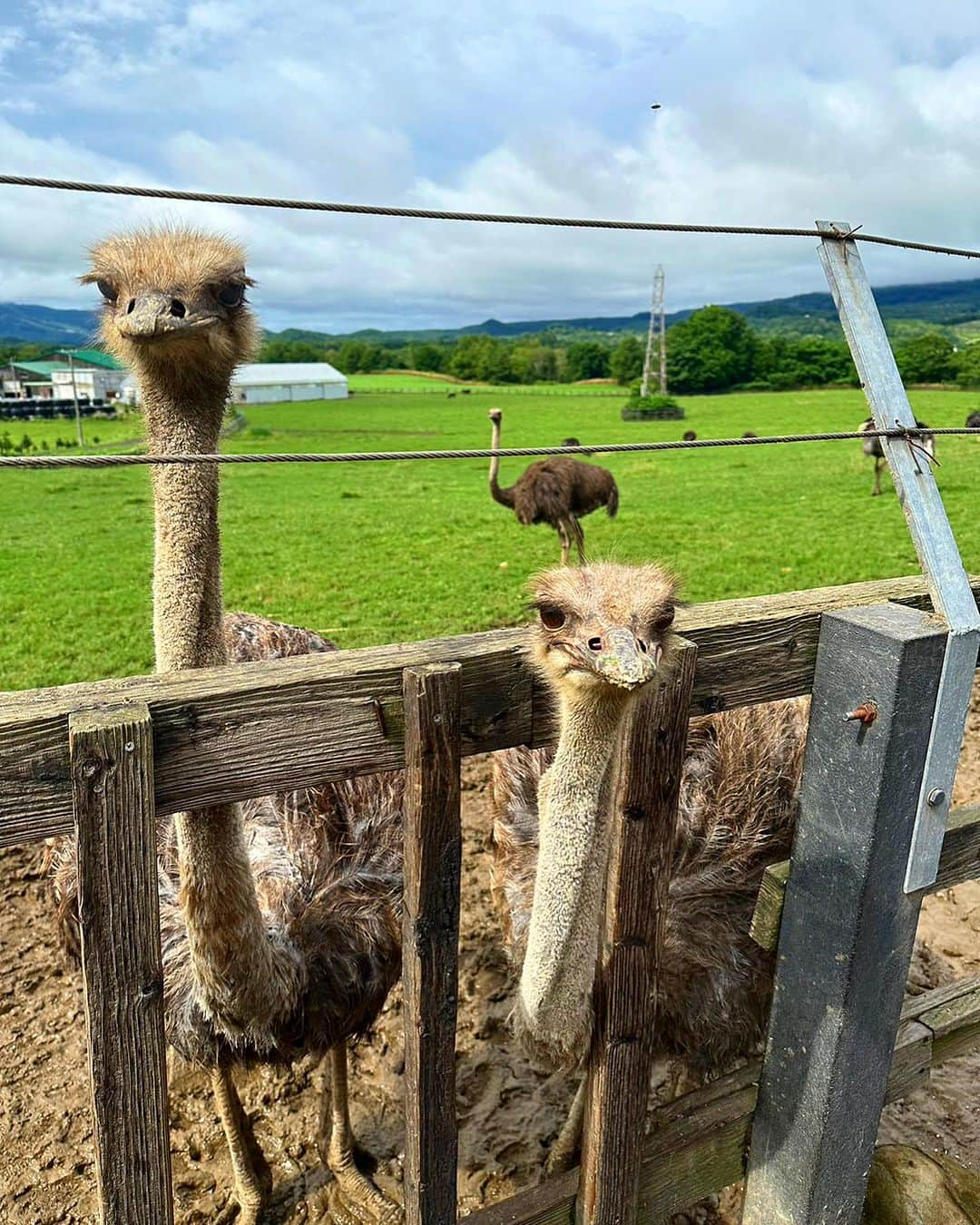 大西暁子さんのインスタグラム写真 - (大西暁子Instagram)「北海道の夏休みを振り返る🐸  何度帰っても魅力尽きない北海道ー！！！ 体力も尽きるまで遊びつくしました🫠💓 　  ぜひ北海道観光の参考に…😏  ①トリックアート美術館で体験アート ②③ニセコで日本一長いジップラインで絶叫 （⚠️音量注意。すまん） ④お母さんと2人で幸せランチ ⑤緑深く雰囲気に圧倒される義経神社 ⑥かなりビビるダチョウの餌やり ⑦トマト・とうきび収穫体験 ⑧まっすぐな道を見つけたらとりあえず走る姉妹 ⑨とうきび！  毎日とうきび・甘納豆のお赤飯・スイカを食べていた記憶。  心が満たされたので お仕事モード全開でがんばるよー！  #北海道観光 #美瑛 #トリックアート美術館 #平取 #義経神社 #ニセコ #ZIPFLIGHT #ジップライン #ダチョウ牧場 #収穫体験 #甘納豆のお赤飯  #夏休み」8月25日 21時57分 - akiko_onishi11