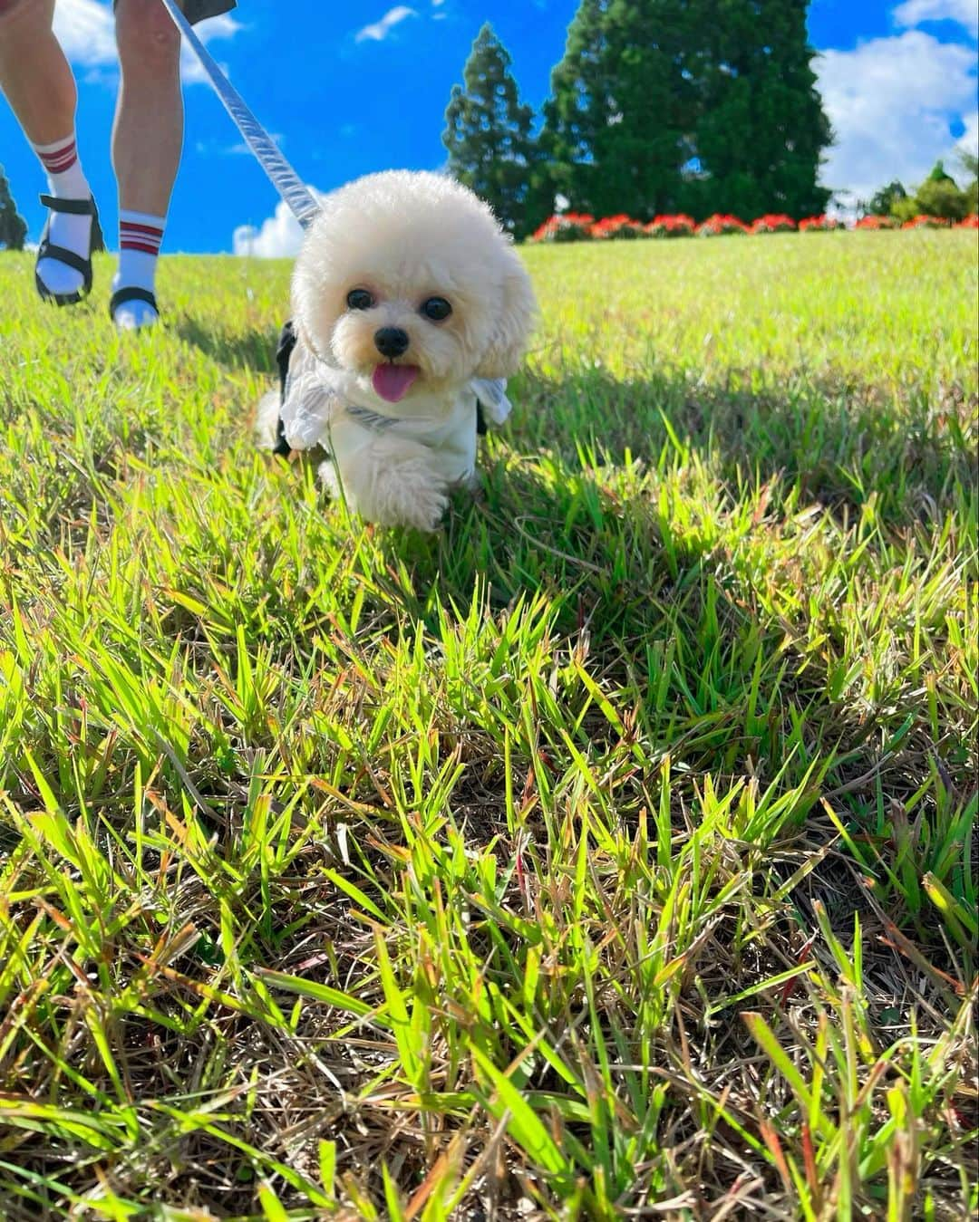 AYUMIさんのインスタグラム写真 - (AYUMIInstagram)「🐶⛰️🚠 今日のムギ ・ スワイプ→→して見てね 最後の方は 今日のワシと息子のLINE ・ 今日は息子は安定の⛹️‍♂️🏀部活 娘とワシと🐴で遊びに行ってきました ・ 平日で、ほぼ人が居なくて ムギはルンルンでした ・ そして一番誰よりも楽しむ🐴 ・ 小さな子たちが ブランコを待ってる中 🐴も順番待ち 小さいコに混じって 🐴 ・ しんどい ・ 絶対 ブランコにオレは乗る とか 俺は海賊王になる みたいな 言い方で 一人全力で楽しんでました ・ で 娘とトイレ行って帰ってきたら 🐴おパパが遠くの方で お姉さまたちに囲まれてました ・ お姉さんたちは ワンちゃんの写真撮っていいですか？ さわってもいいですか？ って言われてたみたいで ・ お姉さんたちの目的は 🐶犬やのに 🐴が全力でニヤけてた ・ ・ 色々 しんどい ・ お姉さん ありがとうございました😂 ・ #今日#夏#お出かけ#ワンコ#犬#いぬ#いぬすたぐらむ#いぬのきもち#いぬのいる暮らし#犬バカ部#トイプードル#家族#dog#doglover#dogsofinstagram#doglovers#doglife#japan」8月25日 21時59分 - suzuchan1206