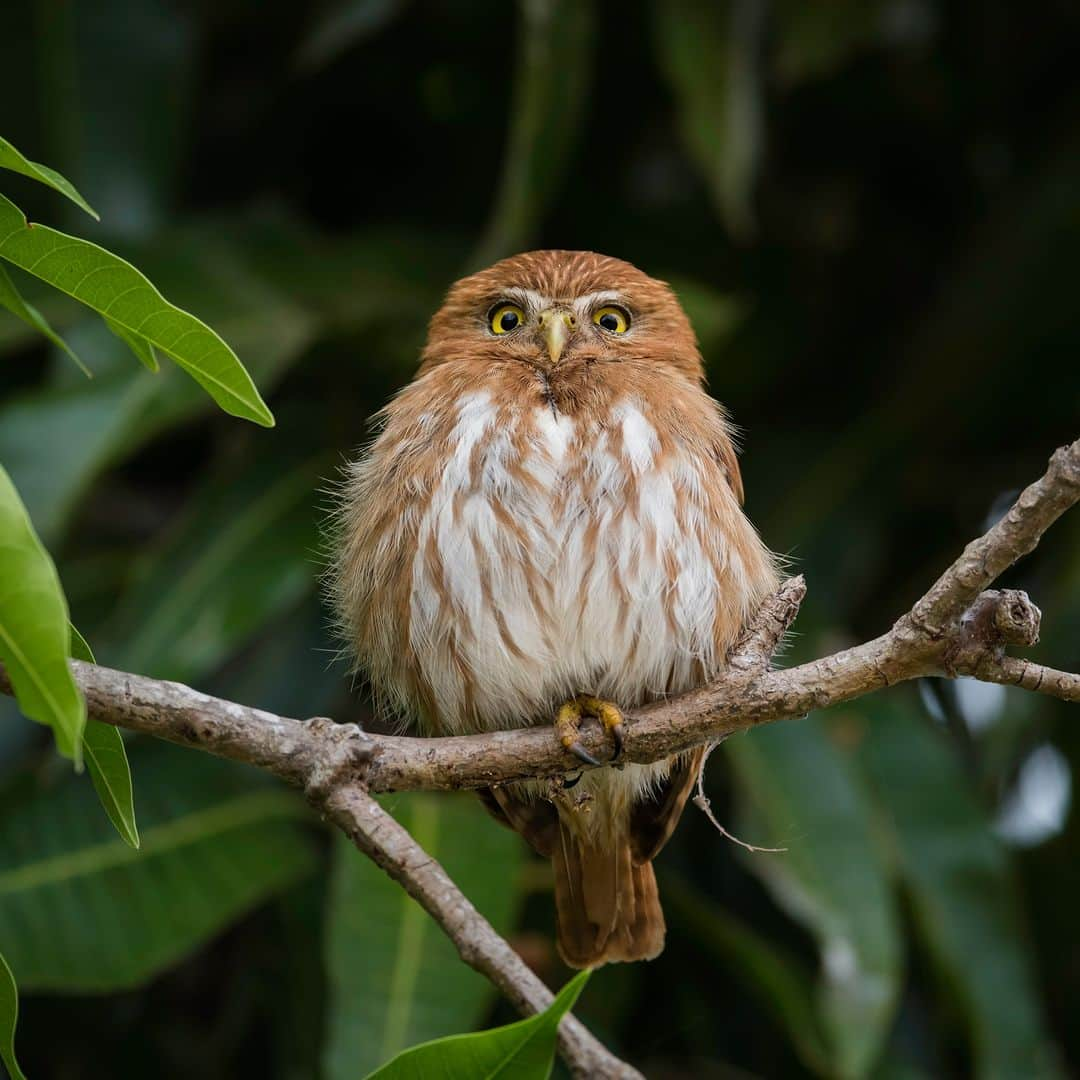 アニマルプラネットさんのインスタグラム写真 - (アニマルプラネットInstagram)「HOO are you looking at? 🦉  A ferruginous #owl perches on a branch.  📷: Daniel Parent  #Animals #Nature」8月25日 22時00分 - animalplanet