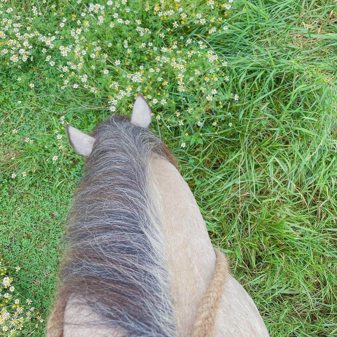 松田和佳さんのインスタグラム写真 - (松田和佳Instagram)「頑張って走ってくれてありがとう‼︎🤍  お母さんと赤ちゃん馬にも会えました☺️可愛かったなぁ〜  #乗馬 #乗馬女子 #馬 #馬女 #馬術 #馬術部 #外乗 #癒し」8月25日 22時11分 - waka_matsuda