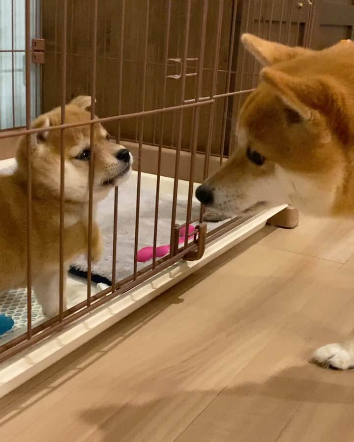 豆柴にこちゃんのインスタグラム