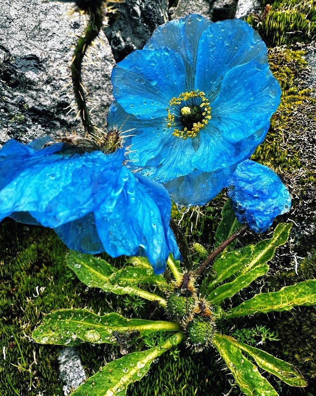 野口健さんのインスタグラム写真 - (野口健Instagram)「幻の花、ブルーポピーを求めてエベレストのクンブ氷河周辺を歩きました。一瞬、太陽の光が薄い雲を突き抜けブルーポピーを優しく照らしてくれました。辺りを見渡すと誰1人いなくて、1人でブルーポピーと向き合っていましたが、美しさの中に何か決して触れてはならない孤独感のような。「孤高の美しさ」とでもいうのでしょうか。幻の花と呼ばれている意味がよく分かりました。  #野口健#ブルーポピー#エベレスト街道」8月25日 22時46分 - noguchiken8848