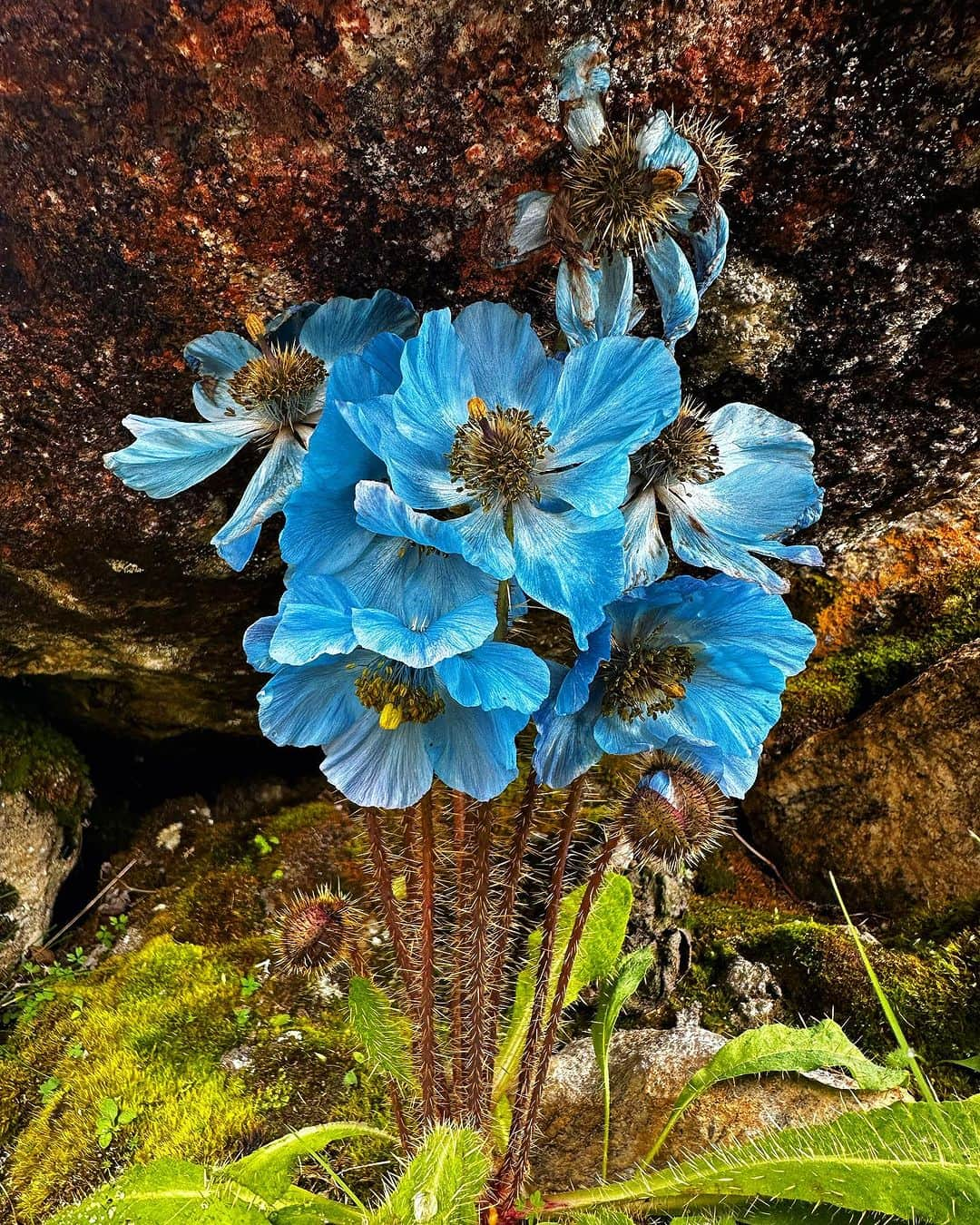 野口健さんのインスタグラム写真 - (野口健Instagram)「幻の花、ブルーポピーを求めてエベレストのクンブ氷河周辺を歩きました。一瞬、太陽の光が薄い雲を突き抜けブルーポピーを優しく照らしてくれました。辺りを見渡すと誰1人いなくて、1人でブルーポピーと向き合っていましたが、美しさの中に何か決して触れてはならない孤独感のような。「孤高の美しさ」とでもいうのでしょうか。幻の花と呼ばれている意味がよく分かりました。  #野口健#ブルーポピー#エベレスト街道」8月25日 22時46分 - noguchiken8848