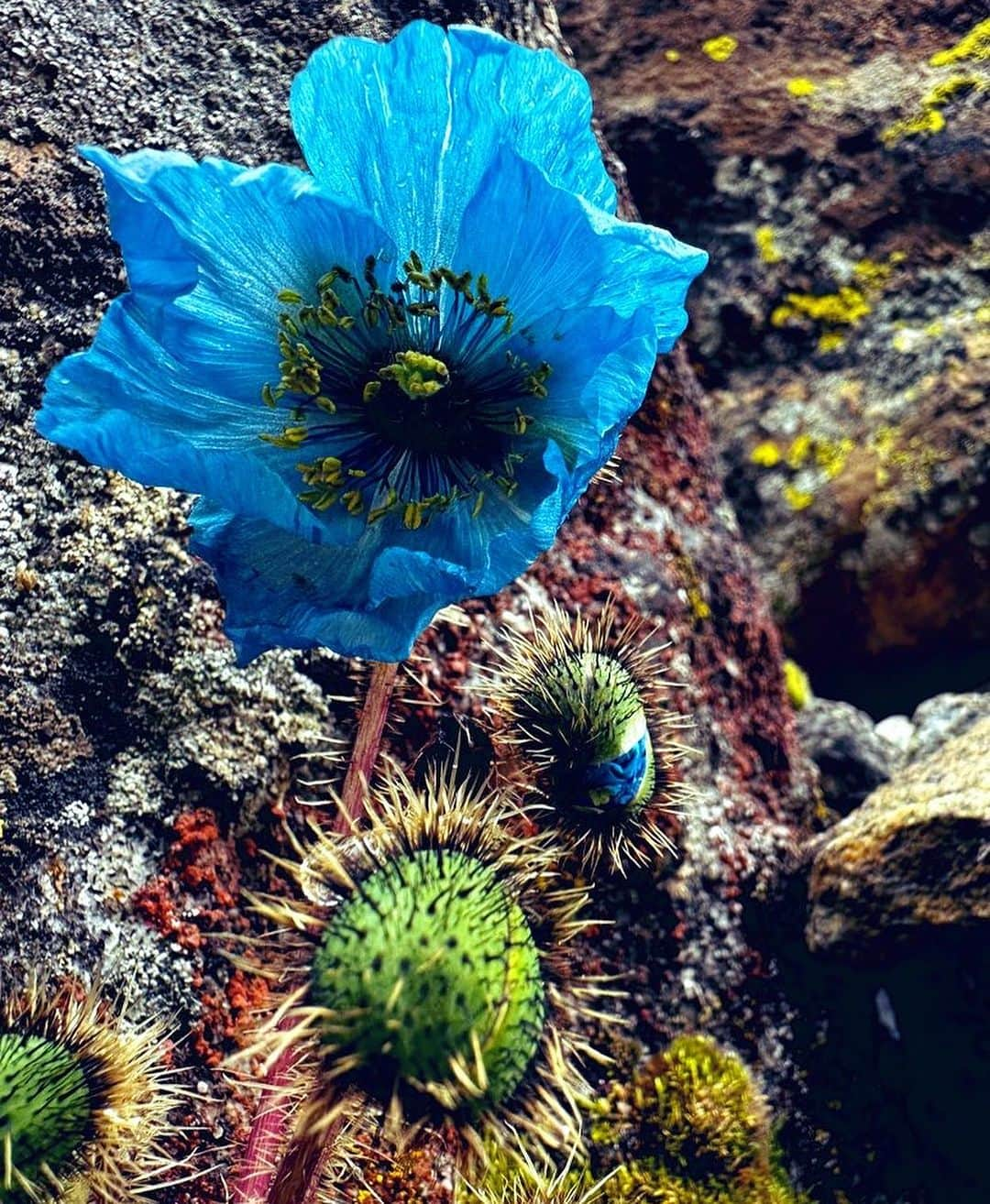 野口健さんのインスタグラム写真 - (野口健Instagram)「幻の花、ブルーポピーを求めてエベレストのクンブ氷河周辺を歩きました。一瞬、太陽の光が薄い雲を突き抜けブルーポピーを優しく照らしてくれました。辺りを見渡すと誰1人いなくて、1人でブルーポピーと向き合っていましたが、美しさの中に何か決して触れてはならない孤独感のような。「孤高の美しさ」とでもいうのでしょうか。幻の花と呼ばれている意味がよく分かりました。  #野口健#ブルーポピー#エベレスト街道」8月25日 22時46分 - noguchiken8848