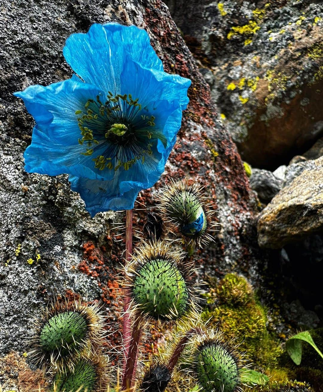 野口健さんのインスタグラム写真 - (野口健Instagram)「幻の花、ブルーポピーを求めてエベレストのクンブ氷河周辺を歩きました。一瞬、太陽の光が薄い雲を突き抜けブルーポピーを優しく照らしてくれました。辺りを見渡すと誰1人いなくて、1人でブルーポピーと向き合っていましたが、美しさの中に何か決して触れてはならない孤独感のような。「孤高の美しさ」とでもいうのでしょうか。幻の花と呼ばれている意味がよく分かりました。  #野口健#ブルーポピー#エベレスト街道」8月25日 22時46分 - noguchiken8848