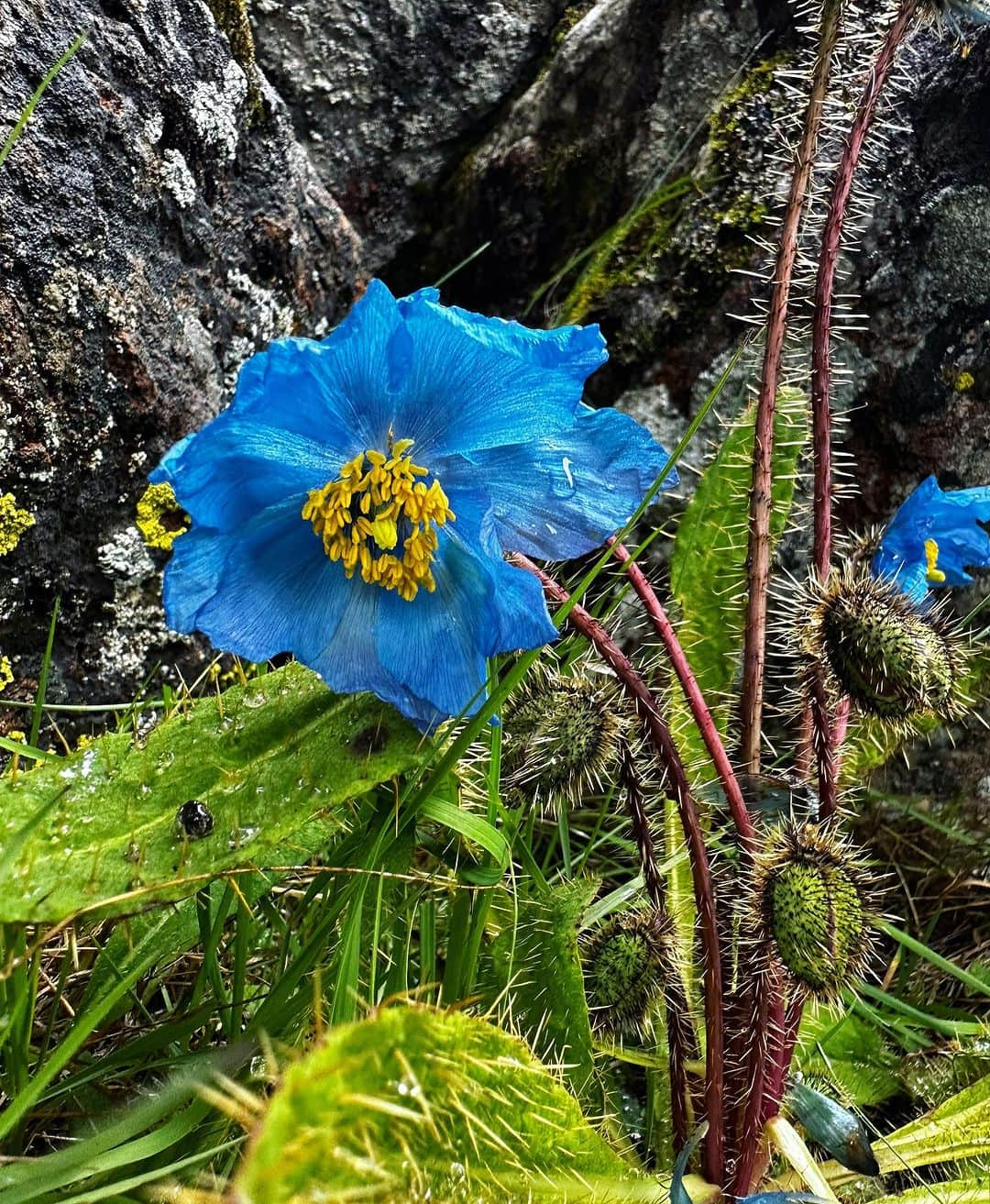 野口健さんのインスタグラム写真 - (野口健Instagram)「幻の花、ブルーポピーを求めてエベレストのクンブ氷河周辺を歩きました。一瞬、太陽の光が薄い雲を突き抜けブルーポピーを優しく照らしてくれました。辺りを見渡すと誰1人いなくて、1人でブルーポピーと向き合っていましたが、美しさの中に何か決して触れてはならない孤独感のような。「孤高の美しさ」とでもいうのでしょうか。幻の花と呼ばれている意味がよく分かりました。  #野口健#ブルーポピー#エベレスト街道」8月25日 22時46分 - noguchiken8848