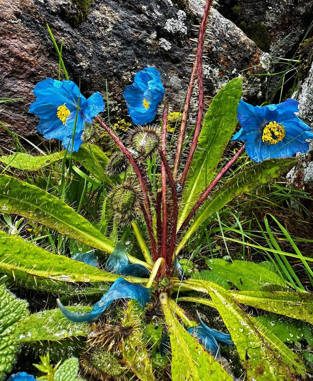 野口健さんのインスタグラム写真 - (野口健Instagram)「幻の花、ブルーポピーを求めてエベレストのクンブ氷河周辺を歩きました。一瞬、太陽の光が薄い雲を突き抜けブルーポピーを優しく照らしてくれました。辺りを見渡すと誰1人いなくて、1人でブルーポピーと向き合っていましたが、美しさの中に何か決して触れてはならない孤独感のような。「孤高の美しさ」とでもいうのでしょうか。幻の花と呼ばれている意味がよく分かりました。  #野口健#ブルーポピー#エベレスト街道」8月25日 22時46分 - noguchiken8848