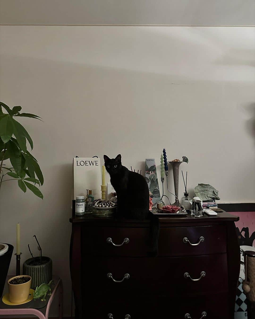 相羽瑠奈のインスタグラム：「🪴🐈‍⬛🎀 今日もかわいいね 🌙」