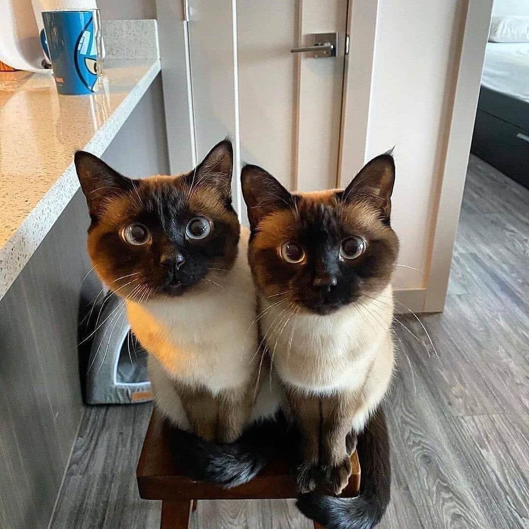 Cute Pets Dogs Catsさんのインスタグラム写真 - (Cute Pets Dogs CatsInstagram)「Two beauties. 😍  Credit: beautiful @saltpeppersiamesetwins  ** For all crediting issues and removals pls 𝐄𝐦𝐚𝐢𝐥 𝐮𝐬 ☺️  𝐍𝐨𝐭𝐞: we don’t own this video/pics, all rights go to their respective owners. If owner is not provided, tagged (meaning we couldn’t find who is the owner), 𝐩𝐥𝐬 𝐄𝐦𝐚𝐢𝐥 𝐮𝐬 with 𝐬𝐮𝐛𝐣𝐞𝐜𝐭 “𝐂𝐫𝐞𝐝𝐢𝐭 𝐈𝐬𝐬𝐮𝐞𝐬” and 𝐨𝐰𝐧𝐞𝐫 𝐰𝐢𝐥𝐥 𝐛𝐞 𝐭𝐚𝐠𝐠𝐞𝐝 𝐬𝐡𝐨𝐫𝐭𝐥𝐲 𝐚𝐟𝐭𝐞𝐫.  We have been building this community for over 6 years, but 𝐞𝐯𝐞𝐫𝐲 𝐫𝐞𝐩𝐨𝐫𝐭 𝐜𝐨𝐮𝐥𝐝 𝐠𝐞𝐭 𝐨𝐮𝐫 𝐩𝐚𝐠𝐞 𝐝𝐞𝐥𝐞𝐭𝐞𝐝, pls email us first. **  #catasticworld #catsofgram #catsforlife」8月25日 23時09分 - dailycatclub