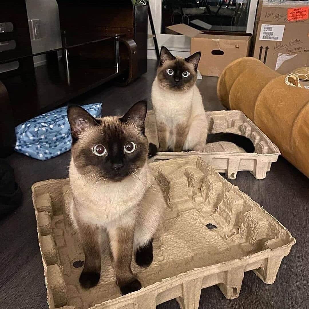 Cute Pets Dogs Catsさんのインスタグラム写真 - (Cute Pets Dogs CatsInstagram)「Two beauties. 😍  Credit: beautiful @saltpeppersiamesetwins  ** For all crediting issues and removals pls 𝐄𝐦𝐚𝐢𝐥 𝐮𝐬 ☺️  𝐍𝐨𝐭𝐞: we don’t own this video/pics, all rights go to their respective owners. If owner is not provided, tagged (meaning we couldn’t find who is the owner), 𝐩𝐥𝐬 𝐄𝐦𝐚𝐢𝐥 𝐮𝐬 with 𝐬𝐮𝐛𝐣𝐞𝐜𝐭 “𝐂𝐫𝐞𝐝𝐢𝐭 𝐈𝐬𝐬𝐮𝐞𝐬” and 𝐨𝐰𝐧𝐞𝐫 𝐰𝐢𝐥𝐥 𝐛𝐞 𝐭𝐚𝐠𝐠𝐞𝐝 𝐬𝐡𝐨𝐫𝐭𝐥𝐲 𝐚𝐟𝐭𝐞𝐫.  We have been building this community for over 6 years, but 𝐞𝐯𝐞𝐫𝐲 𝐫𝐞𝐩𝐨𝐫𝐭 𝐜𝐨𝐮𝐥𝐝 𝐠𝐞𝐭 𝐨𝐮𝐫 𝐩𝐚𝐠𝐞 𝐝𝐞𝐥𝐞𝐭𝐞𝐝, pls email us first. **  #catasticworld #catsofgram #catsforlife」8月25日 23時09分 - dailycatclub