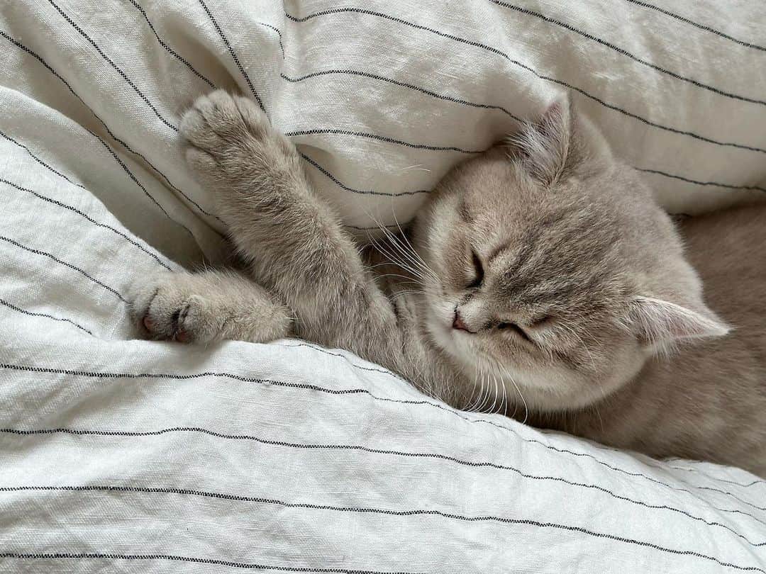 Mathilde Goehlerのインスタグラム：「New family member 💔」