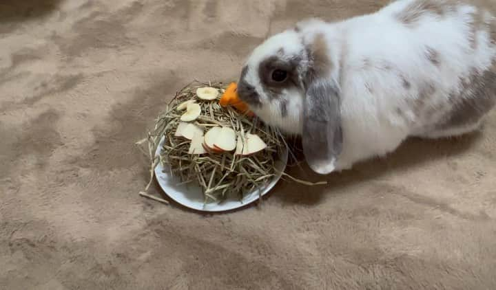 松下翔太郎のインスタグラム：「・ ・ うちのおこげが1歳になりまして、 牧草ケーキを作ってお祝いを☺️ ニンジンで作った「1」も気に入ってくれました🥕 毎日よく食べよく遊んで元気いっぱいです！  さて、今日親知らずを抜いたんですが、 下の歯＆横向きに生えていたので、結構腫れるそうです。 既に顔の形が少し変わってきました。  しばらくは安静にします。 今週もお疲れ様でした！  #うさぎ #うさぎのいる暮らし#うさぎのいる生活  #ホーランドロップ#ホーランドロップイヤー#1歳 #ろうそく代わりの#ニンジン#けっこう自信作」