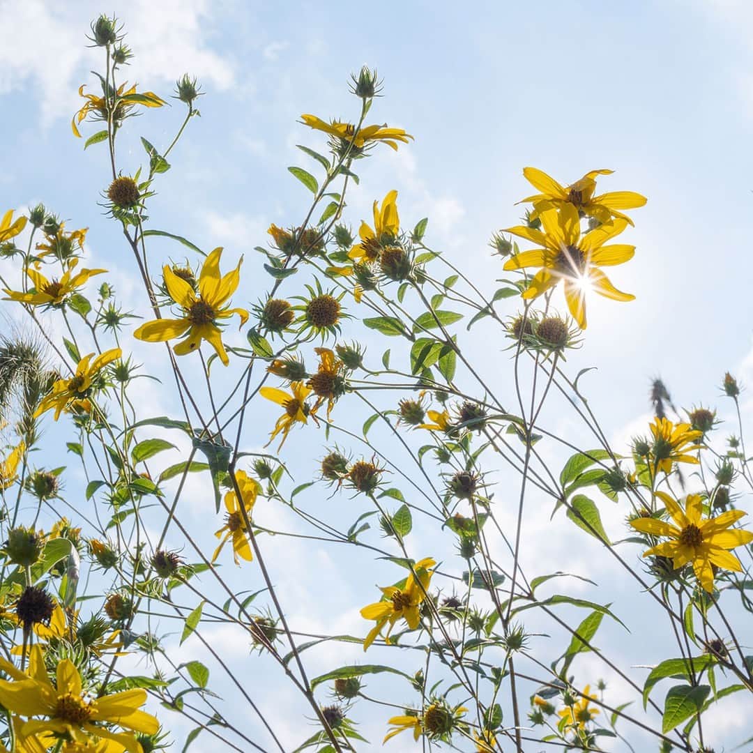 ニューヨーク植物園のインスタグラム：「Late summer is no slouch when it comes to color, as the woodland sunflowers and globe thistles can prove! 🌺🌼🌷   The closing weeks of the season are the perfect time to explore floral treasures across our 250 acres, and @marlonco.photography, NYBG’s staff photographer, is always eager to share his favorite finds. Late bloomers provide the perfect transition to fall as we wait for cooler weather and the changing leaves.   Hit the link in our bio to check out more of Marlon’s top moments from his most recent adventures, and plan your visit before we say goodbye to summer.   #Helianthus divericatus #Echinops #PresentlyAtNYBG #plantlove」