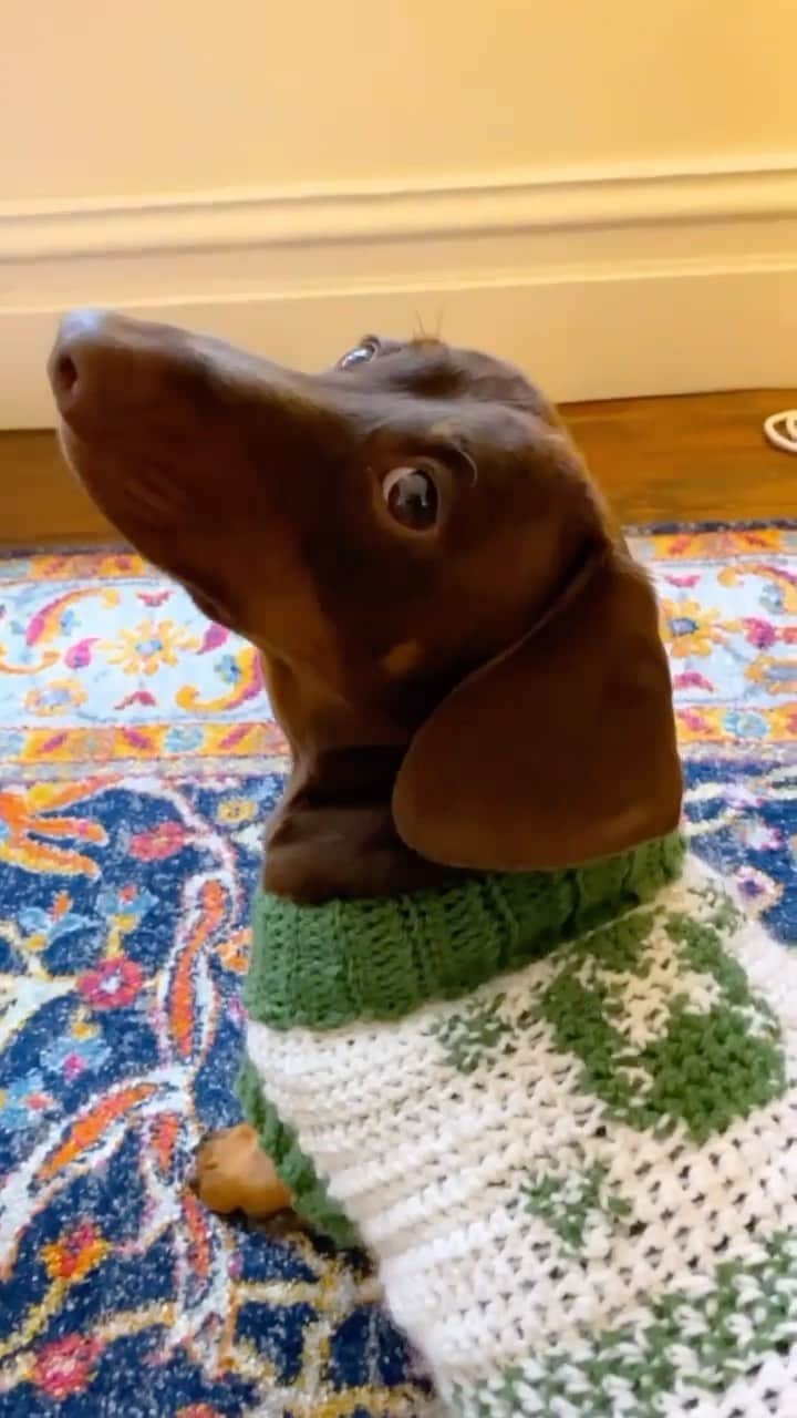 Phil Fergusonのインスタグラム：「We created this adorable Xbox jumper for Franklin to celebrate #InternationalDogDay 🧶🐕」