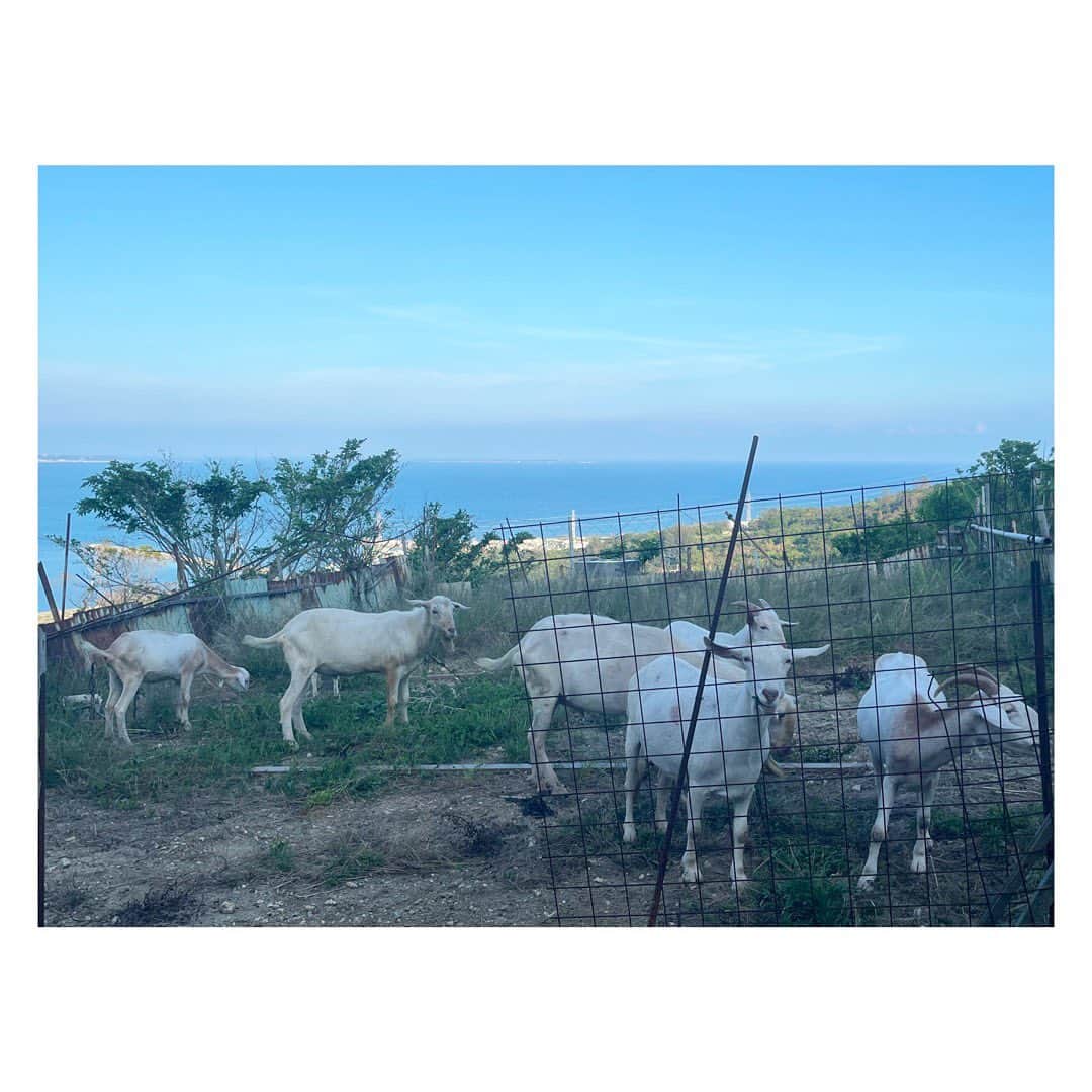 田辺あゆみさんのインスタグラム写真 - (田辺あゆみInstagram)「🌺 山羊と海。 沖縄らしい景色。 というか、見慣れた景色。  こっちサイドの海が、どローカルでなんとも落ち着きます。 もちろん逆サイドも好きだけど。」8月26日 9時35分 - _ayumitanabe_