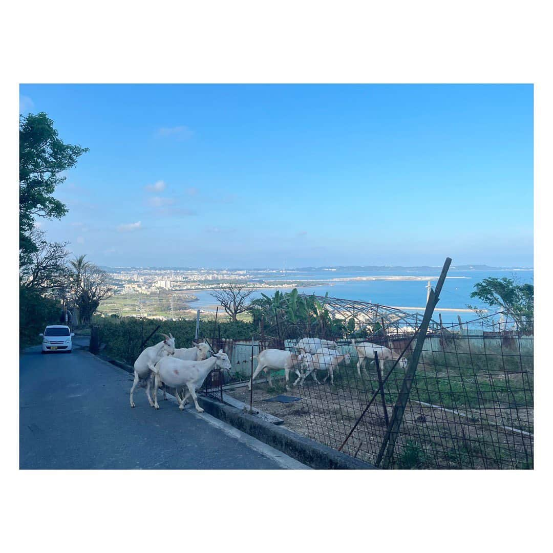 田辺あゆみのインスタグラム：「🌺 山羊と海。 沖縄らしい景色。 というか、見慣れた景色。  こっちサイドの海が、どローカルでなんとも落ち着きます。 もちろん逆サイドも好きだけど。」