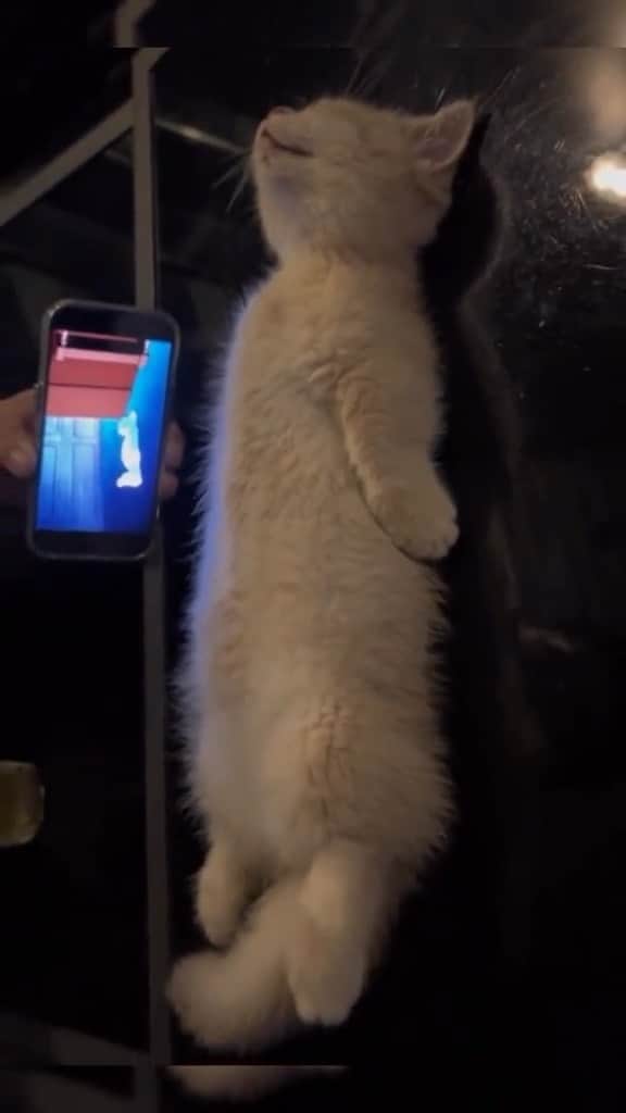 Cute Pets Dogs Catsのインスタグラム：「perfect cosplay  Credit: beautiful petsmeowwoof (tt) ** For all crediting issues and removals pls 𝐄𝐦𝐚𝐢𝐥 𝐮𝐬 ☺️  𝐍𝐨𝐭𝐞: we don’t own this video/pics, all rights go to their respective owners. If owner is not provided, tagged (meaning we couldn’t find who is the owner), 𝐩𝐥𝐬 𝐄𝐦𝐚𝐢𝐥 𝐮𝐬 with 𝐬𝐮𝐛𝐣𝐞𝐜𝐭 “𝐂𝐫𝐞𝐝𝐢𝐭 𝐈𝐬𝐬𝐮𝐞𝐬” and 𝐨𝐰𝐧𝐞𝐫 𝐰𝐢𝐥𝐥 𝐛𝐞 𝐭𝐚𝐠𝐠𝐞𝐝 𝐬𝐡𝐨𝐫𝐭𝐥𝐲 𝐚𝐟𝐭𝐞𝐫.  We have been building this community for over 6 years, but 𝐞𝐯𝐞𝐫𝐲 𝐫𝐞𝐩𝐨𝐫𝐭 𝐜𝐨𝐮𝐥𝐝 𝐠𝐞𝐭 𝐨𝐮𝐫 𝐩𝐚𝐠𝐞 𝐝𝐞𝐥𝐞𝐭𝐞𝐝, pls email us first. **」