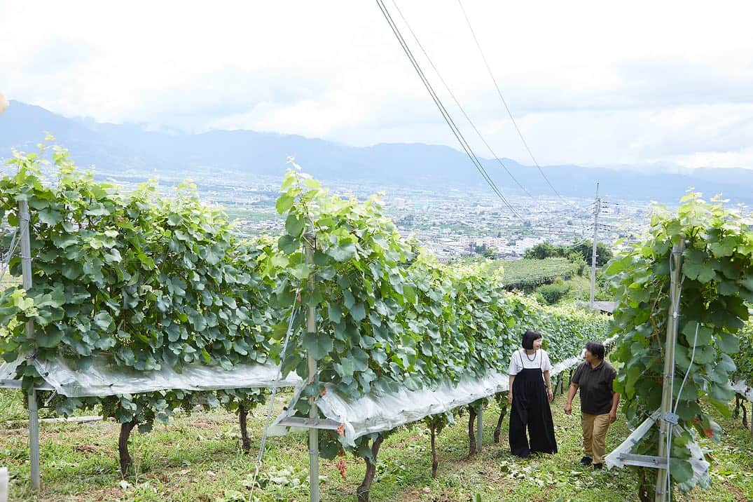 真藤舞衣子さんのインスタグラム写真 - (真藤舞衣子Instagram)「山梨・峡東地区を巡る日帰りの旅をしてきました！ 今回、いつもとてもおいしくてお取り寄せや青山ファーマーズマーケットで購入しているシャインマスカットの生産者の武井フルーツファームさん(ちなみに本日青山ファーマーズマーケット出店です！)や、山梨在住の頃にとってもお世話になった清白寺さんや安蔵正子さんの新しく立ち上げたワイナリー、そして素晴らしいサービスでいつも感動してしまう大好きな五味さんのレストランミルプランタンなど訪ねました。  写真は　吉澤健太さん　@yoshiken531  文章は　秋山都さん　@miyakoakiyama  コーディネートは勅使河原加奈子さん  楽しい楽しいメンバーでした！  山梨県庁の千野さんにも会えて嬉しかったな。  そしてここには載ってませんが、帰りは必ず温泉に入って帰ります。 この日は大好きな「はやぶさ温泉」　@hayabusaonsen でゆっくりして帰路へ。　 朝からフルで楽しめる山梨1dayトリップ、  食楽WEB をぜひご覧ください。  【山梨・峡東】豊かな果樹の恵みを料理家・真藤舞衣子さんと味わう1dayトリップ！  https://www.syokuraku-web.com/column/111276/  #山梨　#山梨県 #峡東　 #やまなし大使 #ワイン　#シャインマスカット #清白寺」8月26日 10時05分 - maikodeluxe