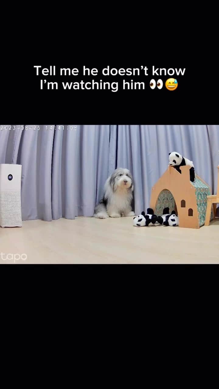 のインスタグラム：「Me cancelling my plans for the whole year 🥺🐻 • • • #cutedog #mybaby #dogreels #funnydog #funnyreels #dogowner #doglife #weeklyfluff #beardedcollie #ilovemydog #doggo #dogsofinstagram」