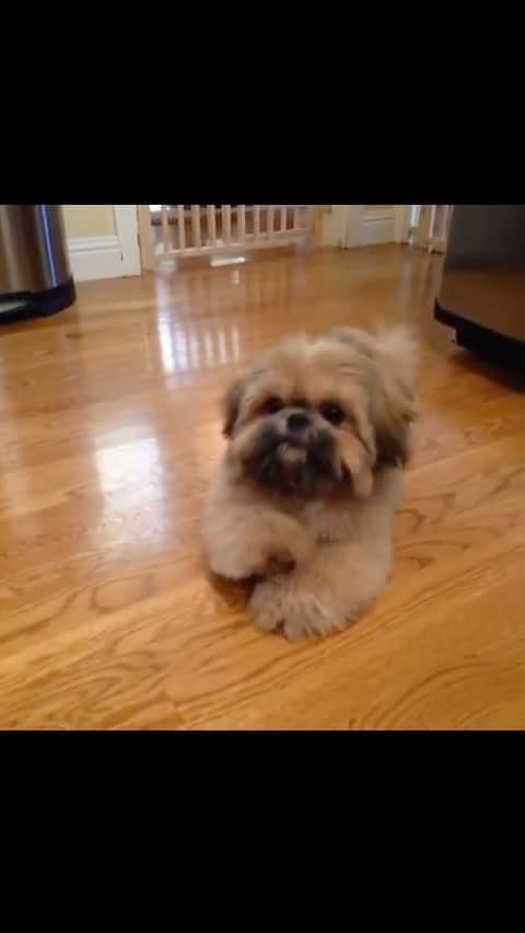 Dougie the Shih Tzuのインスタグラム：「Baby Dougie for #fridaymomentofzen」
