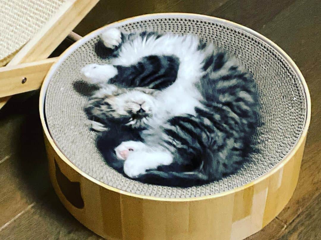相川七瀬さんのインスタグラム写真 - (相川七瀬Instagram)「今宵も、とらのすけの素晴らしい寝相。幸せそう😇  私はまだまだ大学の夜鍋中です。いつ終わるんやろ🥲  #サイベリアン #白ソックスねこ #犬のような猫」8月26日 2時00分 - nanasecat