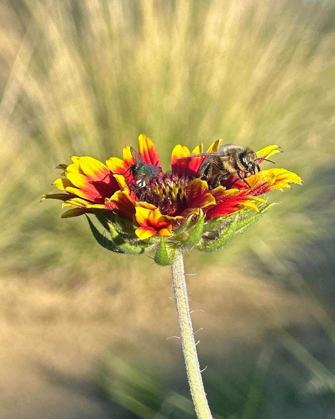 ミラ・ジョヴォヴィッチさんのインスタグラム写真 - (ミラ・ジョヴォヴィッチInstagram)「Good morning! I’ve had a chance to spend some time on my own to catch up on work and just have some me time! Summer is no joke with kids out of school and it’s been busy in the Jovovich-Anderson household with 3 kids and 3 dogs! Apart from catching up on some great tv shows, I’ve been adapting a book into a screenplay (it’s not sci fi either hehe), which has been a very interesting experience. I’ve always loved writing and this has actually made me love and understand this book so much more because suddenly the characters have taken a life of their own in my imagination. Different from just reading it because I’m actually able to allow them to speak their thoughts out loud, if that makes sense. I’ve also been doing some more artwork on my walls. Some of you commented on the art behind me in my last post and I decided to mess around with it some more because I wasn’t happy with it when I drew it and kind of left it for a while. (Swipe to the end to see what it’s turned into.) I think it’s pretty cool so far, but my wall art is always developing and changing which is a lot of fun. Every morning I exercise my dogs, but especially my huge, dragon dog Welly. I call him my personal dragon because he’s enormous, super protective and when he jumps to catch the ball, he looks like he should sprout wings. I also got some rad pictures of some beautiful flowers that just came up in our backyard. I’m not sure what species they are, but they’re drought resistant because they’ve managed to survive here as innocuous bushes even without water for ages before the rain came and then suddenly flowered into these brightly colored beauties. I got a picture of a bee on one of them (towards the end of the series) and on another I zoomed in and realized that a fly landed on the same flower as the bee! Kind of strange but I think it’s a great moment. Anyway, enjoy my photo dump of the last 12 hours! Have a great day everyone!💥」8月26日 2時43分 - millajovovich