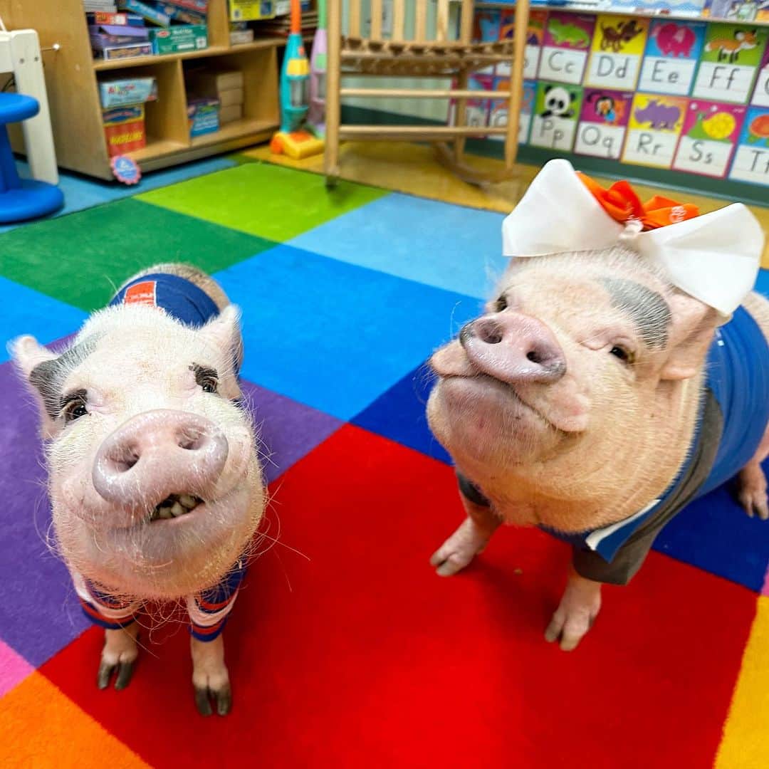 Priscilla and Poppletonのインスタグラム：「SQUEAL! Guess who got to be the teacher’s pets in Pre-K today! We wore our school colors for Spirit Day and got to meet all of mommy’s new students. They were so cute and so kind. We can’t wait to visit again!🐷🧡💙 #Bolles #PreK #PrissyandPop」