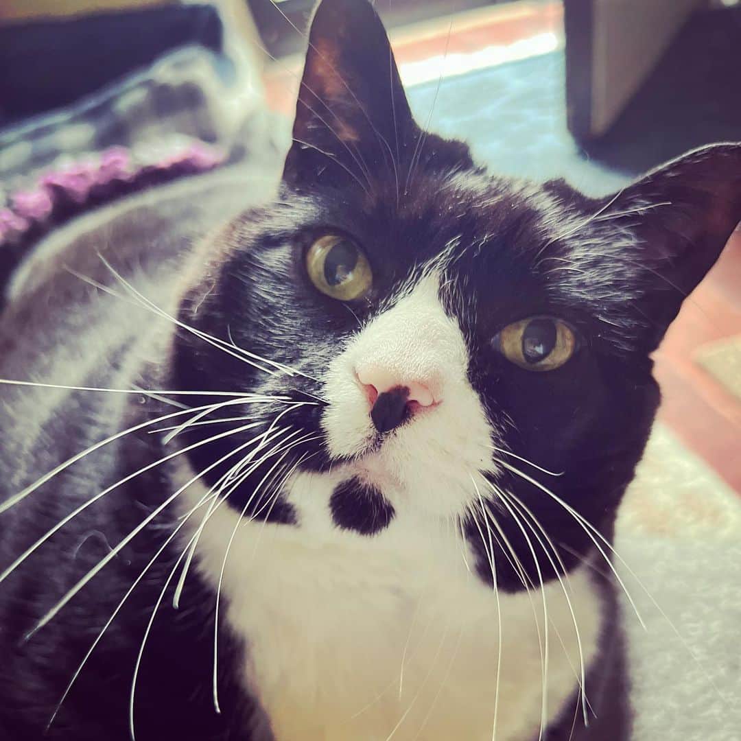 Tuxedo Cat Brosのインスタグラム
