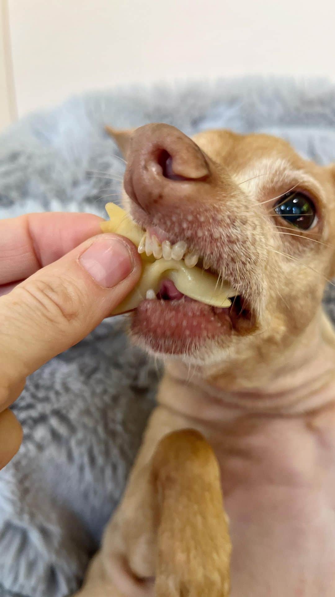 Tuna {breed:chiweenie} のインスタグラム：「Gonna schlomp to the beat. #noodlecake」