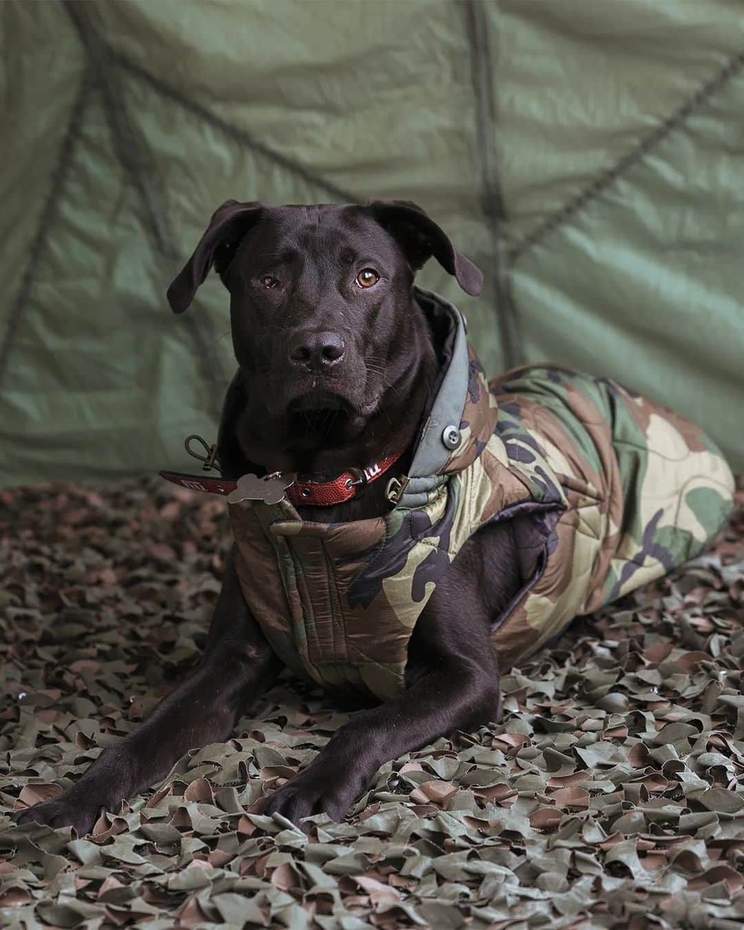 さんのインスタグラム写真 - (Instagram)「Alpha Industries and chng+crw @chngcrw have combined fashion and compassion in their Reversible Dog Jackets, handmade in NYC using repurposed Alpha MA-1 Jackets - available from XS to XL on CHNG+CRW's website.  Check out our photoshoot featuring adopted and foster dogs with their dedicated Waldo Rescue owners. 🐶  #alphaindustries」8月26日 4時51分 - alphaindustries