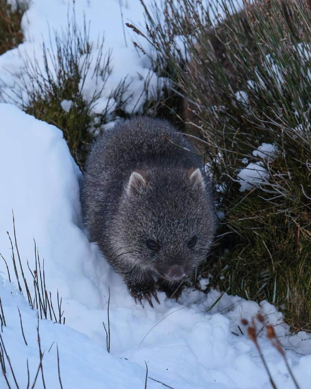 Australiaさんのインスタグラム写真 - (AustraliaInstagram)「Only a paw-ful of snow days left to catch these adorable furballs frolicking in their winter wonderland! 🐾❄️ Kudos to @adventuresandtravels for capturing this #wombat on a recent visit to @tasmania’s Cradle Mountain-Lake St Clair National Park. This stunning park in @visitnorthwesttasmania is home to some of #Tassies most renowned walking trails, so it's no surprise that even the resident wombats make the most of them! TIP: book @taswalkingco’s guided @greatwalksofoz walking tour for the chance to say g'day to the local wildlife as you explore this World Heritage-listed area. #SeeAustralia #ComeAndSayGday #DiscoverTasmania #NorthWestTasmania」8月26日 5時00分 - australia