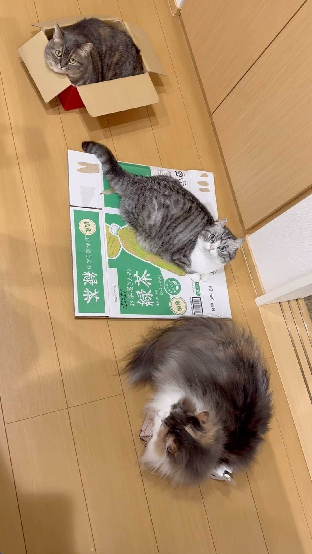 こむぎこまるのインスタグラム：「. . . ダルマが入っていた箱に入る猫と😸 お茶が入っていた箱に乗る猫と😽 梨が入っていた箱に入る猫😺 . Cats in and on boxes😺😽😸🎁 . . . #ダンボール #有効活用 #meowed  #cats_of_world  #猫のいる暮らし  #catslifestyle  #catslife🐾  #norwegianforestcat  #ノルウェージャンフォレストキャット  #munchkins #マンチカン #shortlegs  #短足 #曼赤肯  #猫のいる幸せ  #猫好きさんと繋がりたい #boxcat #箱猫」