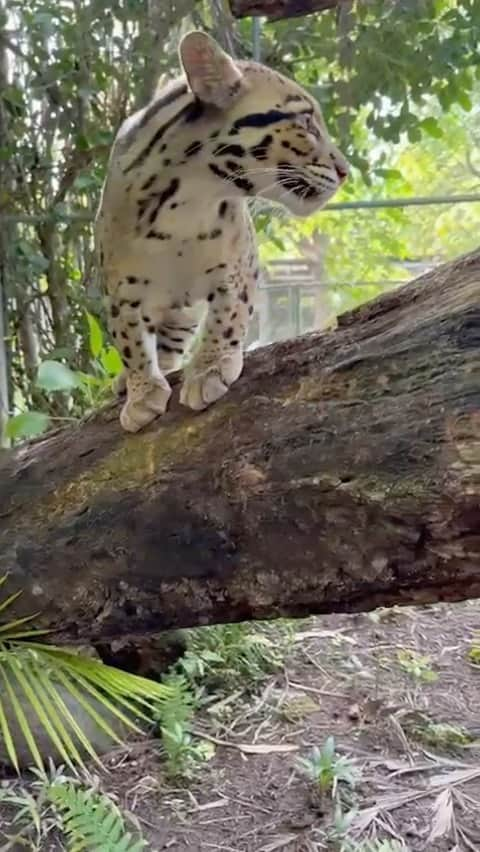 Zoological Wildlife Foundationのインスタグラム：「Petra, our four year old Clouded Leopard is truly stunning 😍 🐆 ❤️  #cloudedleopard #leopard #wild #notpets #wildlife #zwfmiami #captive-born #rare #endangeredspecies #lovemylife #criticallyendangered」