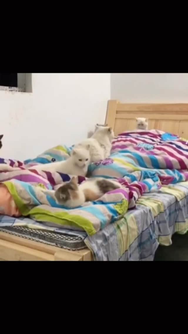 Cute Pets Dogs Catsのインスタグラム：「Does your cat sleep with you in bed? 😲  Credit: beautiful 猫司令 ** For all crediting issues and removals pls 𝐄𝐦𝐚𝐢𝐥 𝐮𝐬 ☺️  𝐍𝐨𝐭𝐞: we don’t own this video/pics, all rights go to their respective owners. If owner is not provided, tagged (meaning we couldn’t find who is the owner), 𝐩𝐥𝐬 𝐄𝐦𝐚𝐢𝐥 𝐮𝐬 with 𝐬𝐮𝐛𝐣𝐞𝐜𝐭 “𝐂𝐫𝐞𝐝𝐢𝐭 𝐈𝐬𝐬𝐮𝐞𝐬” and 𝐨𝐰𝐧𝐞𝐫 𝐰𝐢𝐥𝐥 𝐛𝐞 𝐭𝐚𝐠𝐠𝐞𝐝 𝐬𝐡𝐨𝐫𝐭𝐥𝐲 𝐚𝐟𝐭𝐞𝐫.  We have been building this community for over 6 years, but 𝐞𝐯𝐞𝐫𝐲 𝐫𝐞𝐩𝐨𝐫𝐭 𝐜𝐨𝐮𝐥𝐝 𝐠𝐞𝐭 𝐨𝐮𝐫 𝐩𝐚𝐠𝐞 𝐝𝐞𝐥𝐞𝐭𝐞𝐝, pls email us first. **」