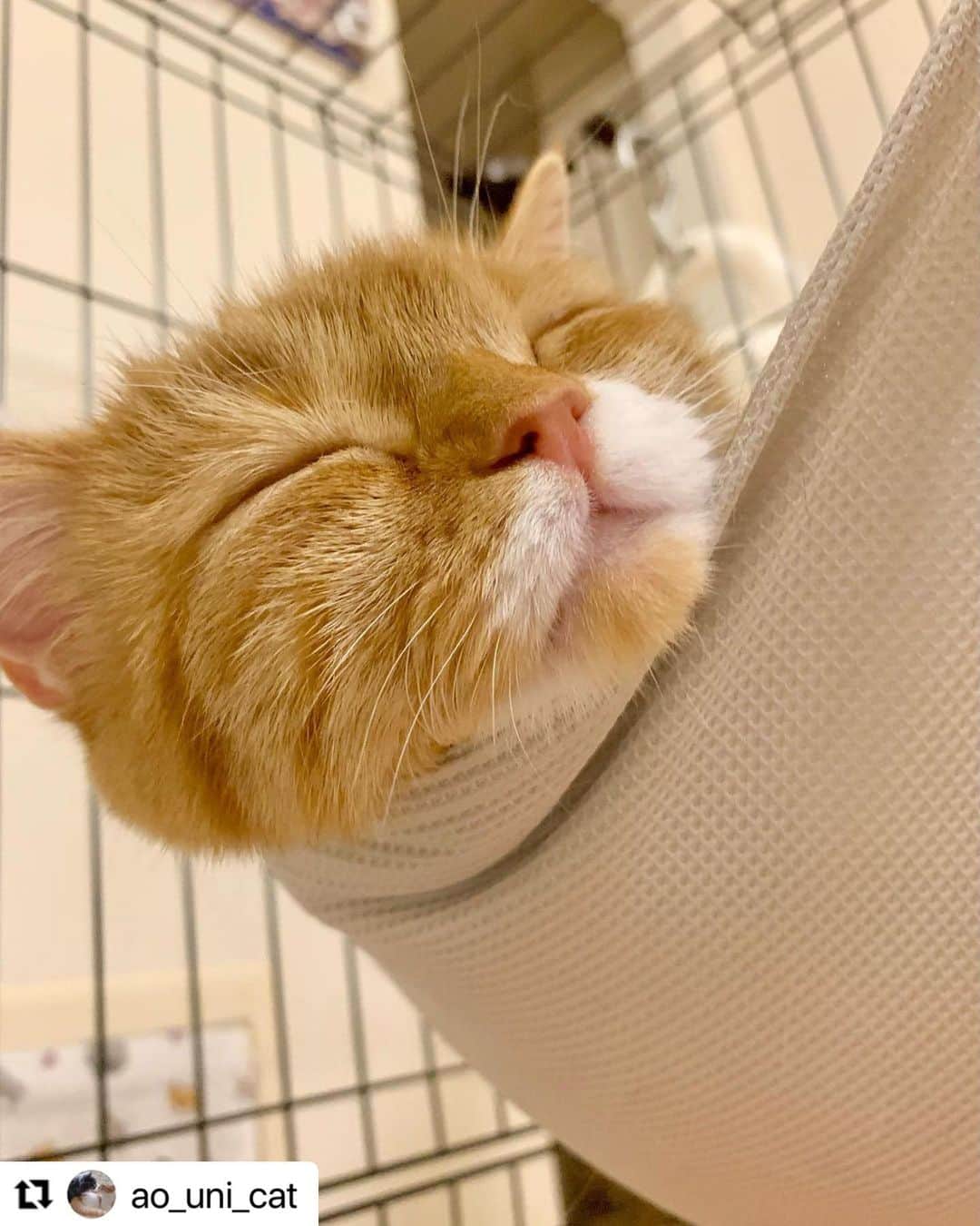 【公式】いぬのきもち・ねこのきもちのインスタグラム：「#Repost @ao_uni_cat さんのウニちゃん。  ハンモックで寝ると 寝顔が赤ちゃんになっちゃうの💕  ハッシュタグ #いぬのきもち #ねこのきもち に投稿いただいた可愛い写真をご紹介しています！ 「いぬのきもちWEB　MAGAZINE」、「ねこのきもちWEB MAGAZINE」でもご紹介させていただくことも！  -------------------  .  #ねこ #猫  #ねこすたぐらむ #ねこのきもち #ねこ好き #ねこと暮らす #ねこ好きさんと繋がりたい #猫好きな人と繋がりたい #猫がいる生活 #猫と暮らす#猫好き #cat #catstagram #catsofinstagram #cats_of_instagram  #マンチカン」