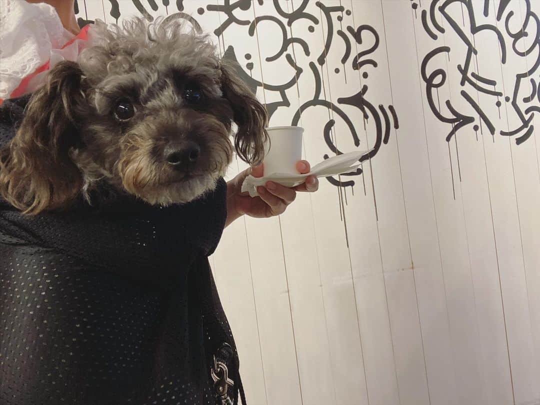 武田訓佳さんのインスタグラム写真 - (武田訓佳Instagram)「🐕‍🦺☕️♡ ・ ・ シティーガールひじき🩶💜 ・ ・ ・ #ひじき #犬のいる暮らし #🐕‍🦺 #🐶 #いぬすたぐらむ #cafe #ミックス犬 #mix犬 #ピンプー #ミニチュアピンシャー #トイプードル #たけだの日常  #イッヌ」8月26日 8時30分 - kunika0117