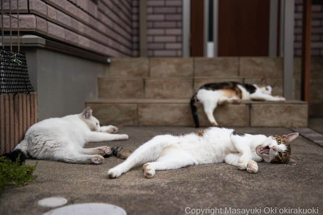 Masayukiのインスタグラム：「だらだらな時間。  #cat #ねこ #猫 #東京カメラ部 #nekoclub  #yourshotphotographer  #my_eos_photo」