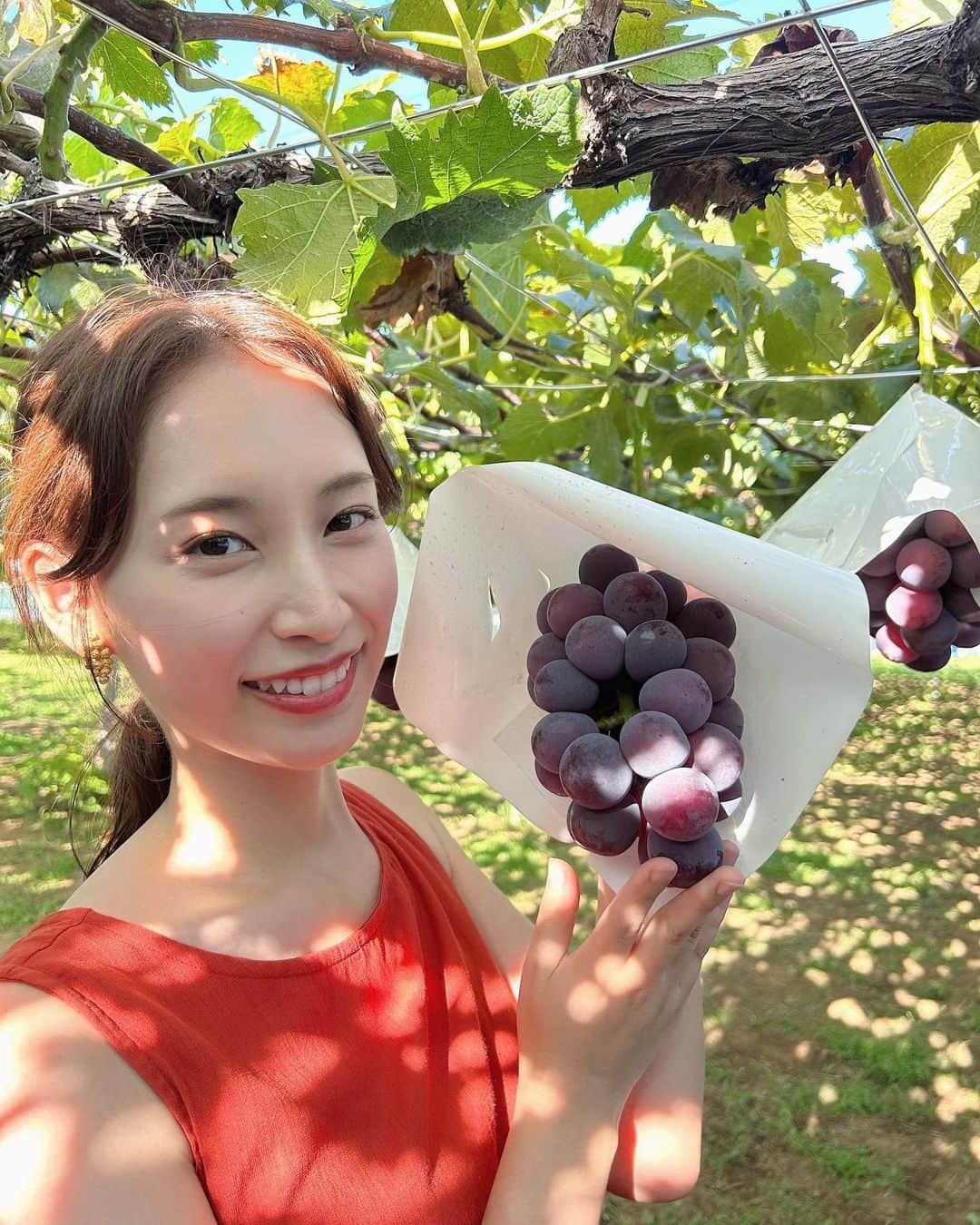 鈴元まいのインスタグラム：「昨日の中継は、横浜市の芝口果樹園さんにお邪魔しました🌱 近場の横浜で、果物狩りができるなんて😳✨ 紹介したピオーネは大粒で食べ応えあり、梨もとても甘くて感動🥰旬のものを採れたてで味わえて幸せです☺️🍇🍐 ⁡ 今年はよじごじロケで色々な果物狩りができて 貴重な体験が沢山！嬉しい〜☺️🩵  #よじごじdays #ぶどう狩り #梨狩り」