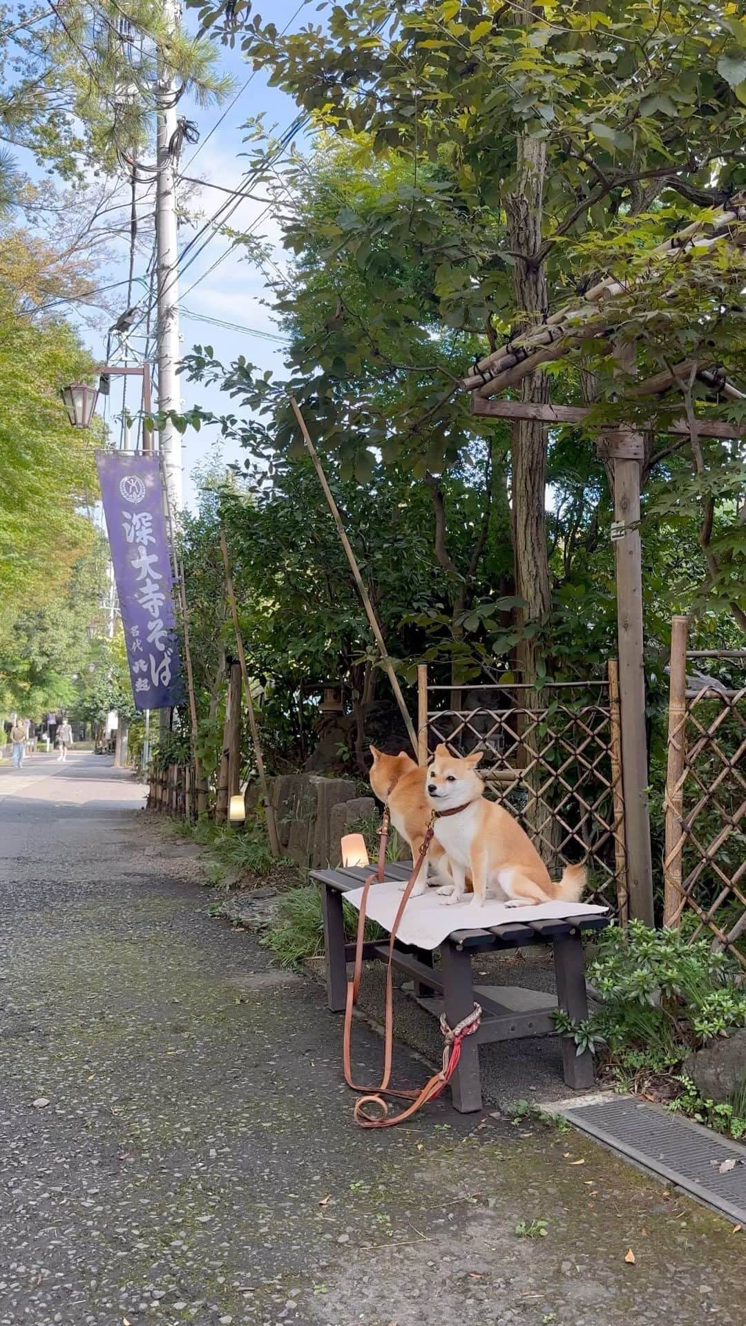 豆柴にこちゃんのインスタグラム：「🐶 本日、別班任務で深大寺へ‼️ 乃木とF的な、たまとN（にこ）。  櫻井司令と待ち合わせした蕎麦屋 #八起 と、 乃木が参拝した #布多天神社 へ　#VIVANT 聖地巡礼⛩ @tbs_vivant  飼い主、ハマりすぎ。  明日放送の7話は一番衝撃的な回になると 福澤監督が言ってるらしくて楽しみ！  夕方ギリギリにいったから お店ののぼりが 途中から撤収されちゃって ドラマっぽくならなかったのと、 神社も着いた瞬間に閉園して 中まで入れなかったけど 国家の危機を未然に防げた気がします🇯🇵  #柴犬#豆柴#mameshiba #shibastagram#japanphoto#shibainu#犬#shibainumania#犬のいる暮らし#shiba_snap#shibainupuppy#多頭飼い#dog#いぬすたぐらむ#puppy#dogstagram#instadog #doglover#pecoいぬ部#pecotv#いぬのきもち部#狗#子犬#barked#9gag#9gagpets#시바견」