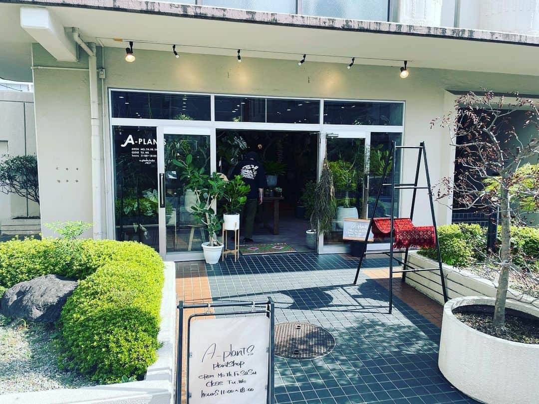 宮田麺児のインスタグラム：「かっこよすぎ A-plants神戸  新しい仲間が2人増えました  ランが バルボフィラム　ハシモトイ  サボテンが 兜丸　（カブトマル）  #ラン #サボテン #バルボフィラム #カブトマル #兜丸 #植物のある暮らし」