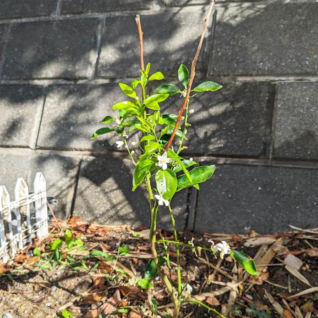 島田佳奈さんのインスタグラム写真 - (島田佳奈Instagram)「今朝の柚子の木。葉っぱがモリモリ出てきた。 私のモーニングルーティンは、アンジュの散歩と植物の水やり。柚子の観察をしてたら、アンジュが早く家に入りたそうにしてた笑」8月26日 11時17分 - shimadakana