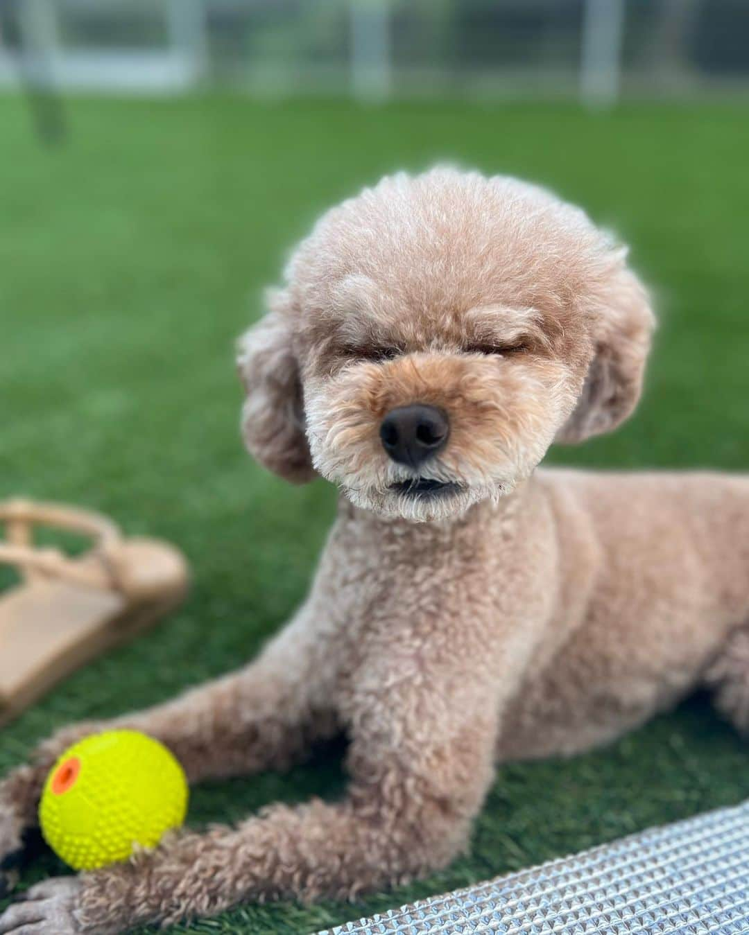 鈴木望さんのインスタグラム写真 - (鈴木望Instagram)「楽しかった夏☀️ ⁡ 海は2回も行けたよ🏖️  ばんびとたくさんプールで遊んだよ♡  お祭も行きたかったなぁ。 ⁡ みんなはどんな夏を過ごしたかな..🌻 ⁡  #夏休み　#2023夏　#夏 #summer #海　#海水浴　#夏の終わり #夏の思い出 #愛犬　#トイプードル #ドッグプール　#トイプードル女の子  #トイプードルアプリコット #トイプー」8月26日 12時05分 - nozomi.0318