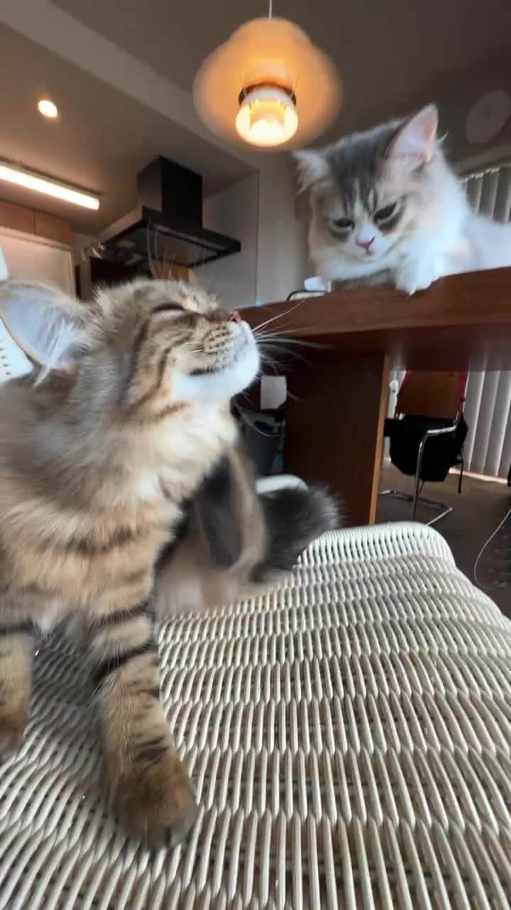 kougeishaのインスタグラム