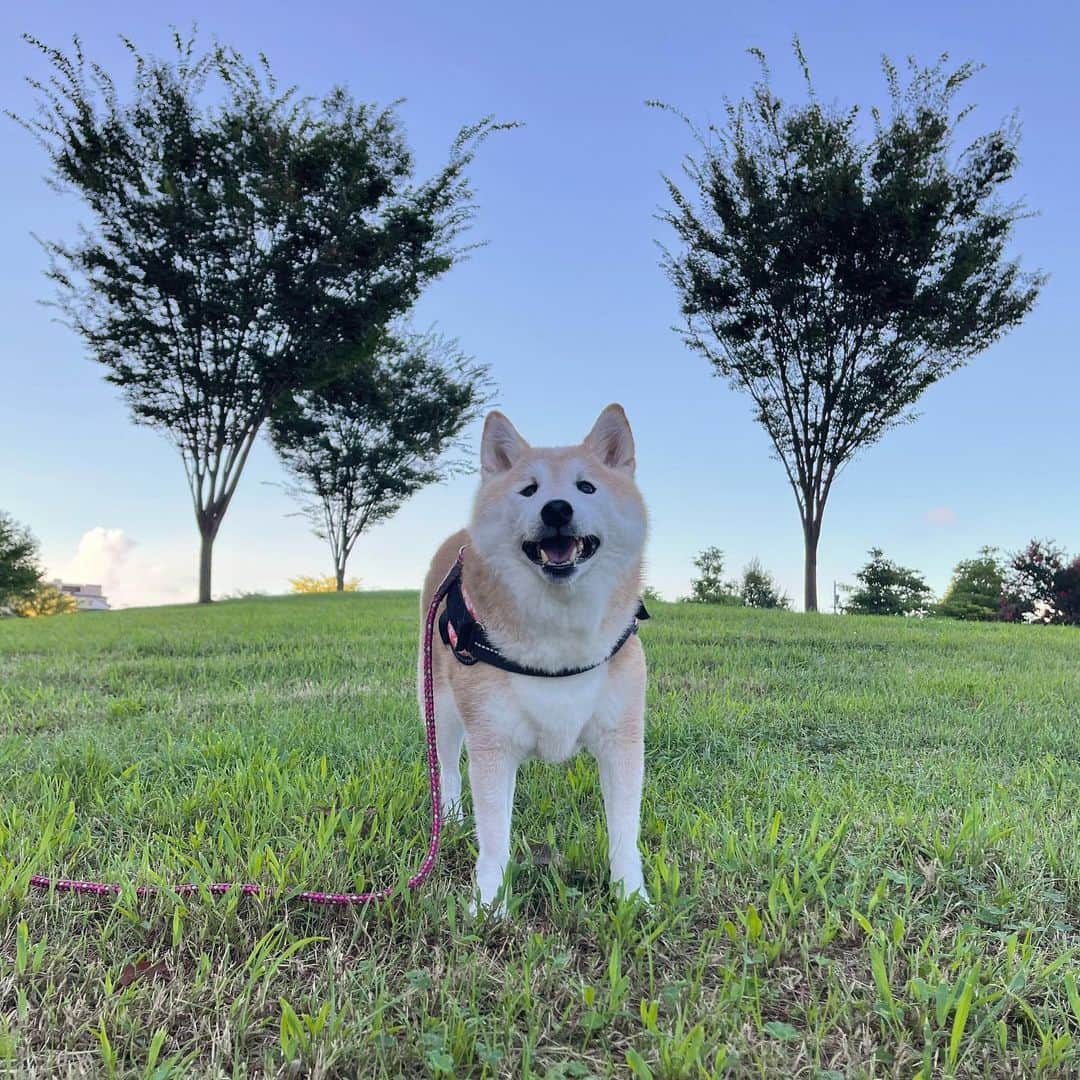 meekooのインスタグラム：「早朝の公園でパワーチャージ✨ ゴキゲンでなにより😊🐕🐾 2023.8.26」