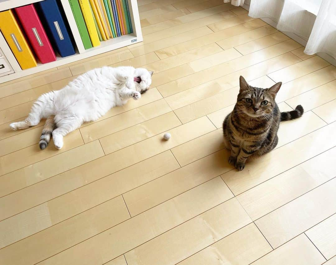 ありす & まりあのインスタグラム：「Happy Saturday ⚽️ まりあにゃサッカーつきあってくれない…」