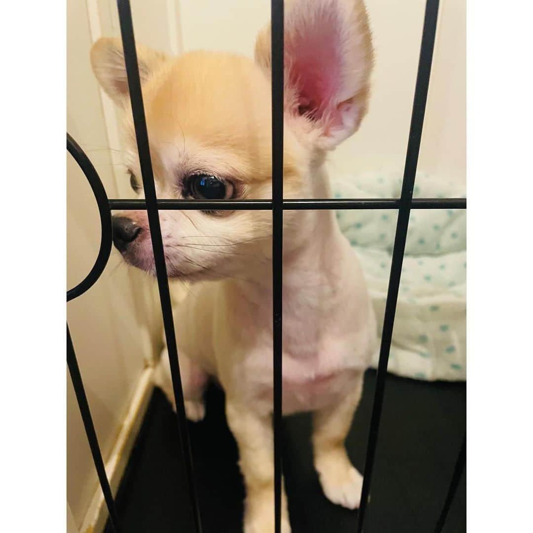 有明ゆなさんのインスタグラム写真 - (有明ゆなInstagram)「お昼だよ🕛 お腹へったよ🙁👆 . . . . #愛犬#愛犬🐶 #愛犬家 #愛犬との暮らし #ちわわん #ちわわ部 #ちわわ #ちわすたぐらむ #ちわわ親バカ部 #ちわわ大好き #チワワちゃん #チワスタグラム #チワワ #チワワ部 #チワワラブ #チワワ画像 #チワワ大好き #dog #dogstgram #dogstagram」8月26日 13時07分 - ariake_yuna