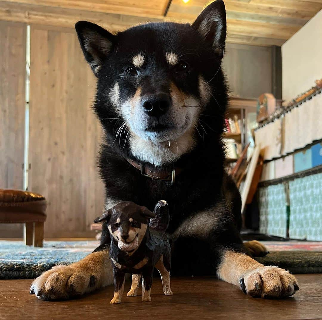 はしもとみおさんのインスタグラム写真 - (はしもとみおInstagram)「昨日のおにぎり食べちゃった月くんを記念に木彫りにしてみました。 キッチンに置いたら、昨日のみんなで笑った瞬間を思い出してまた楽しくて。 こんな風にアトリエの何でもない日々の思い出を形にしていけるといいなと。  #woodcarving #woodworking #woodsculpture #sculpture #shiba #shibastagram #shibainu#miohashimoto#atelier #おにぎり#黒柴月くん」8月26日 13時11分 - hashimotomio